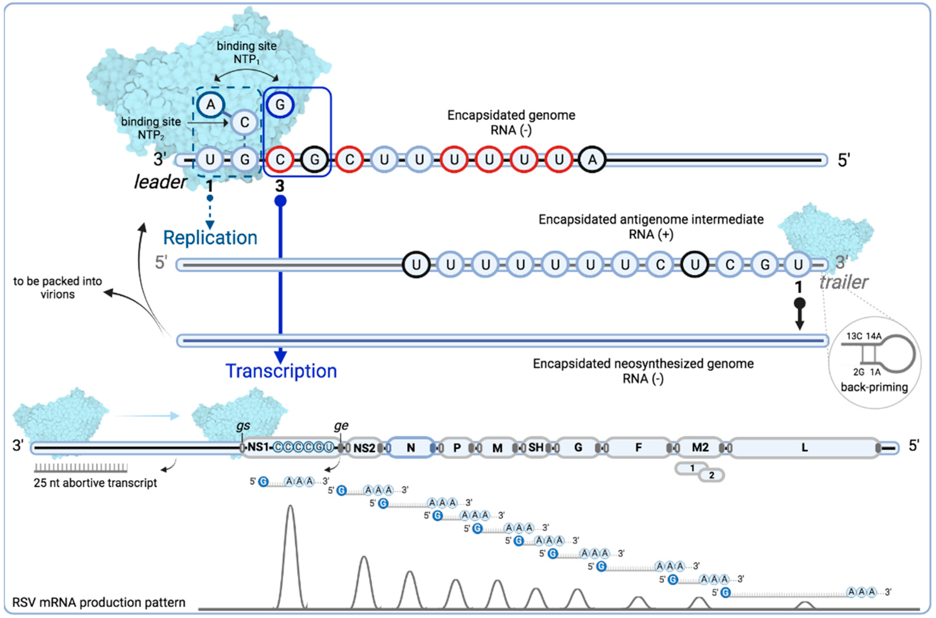 Viruses 15 00341 g004 Viruses 15 00341 g004