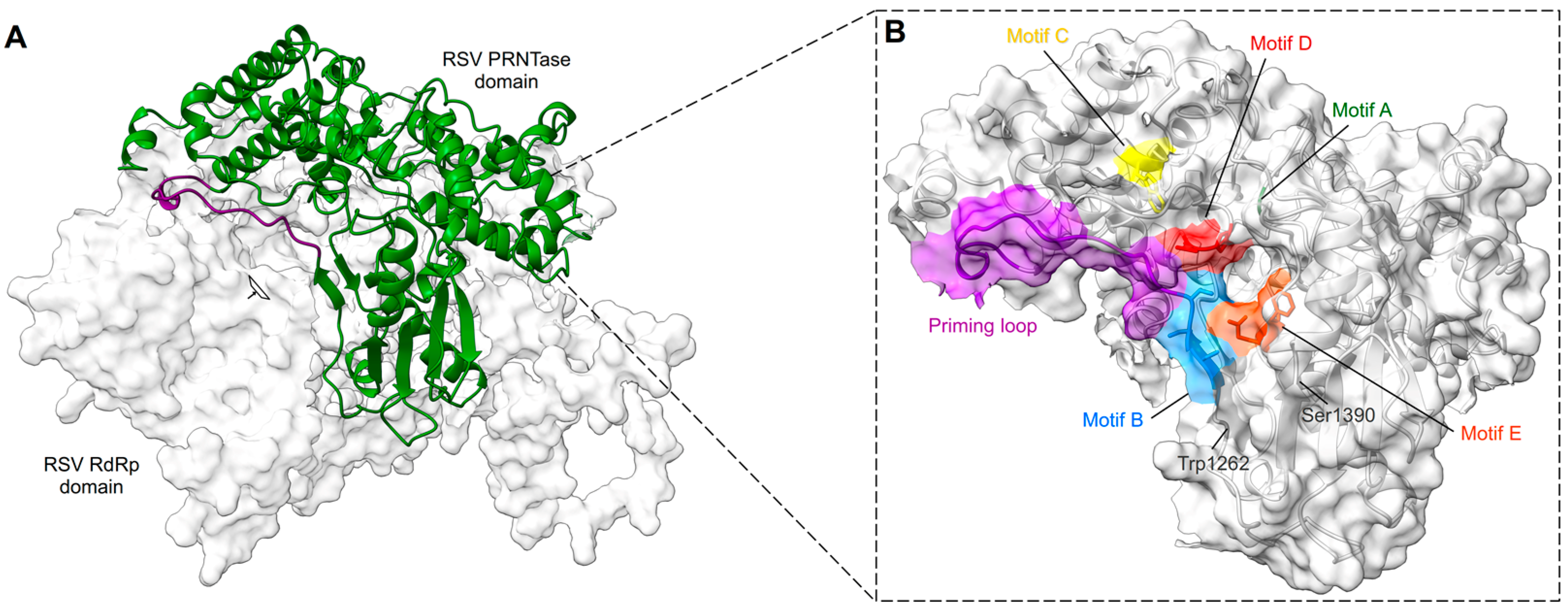 Viruses 15 00341 g005 Viruses 15 00341 g005
