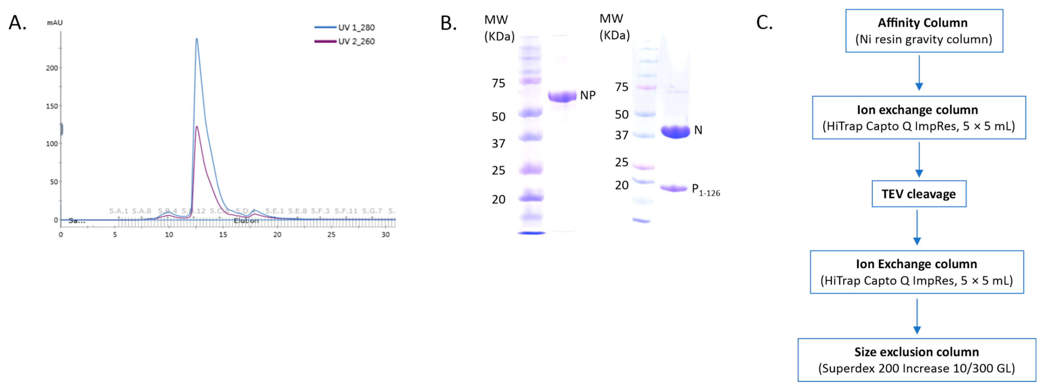Viruses 15 00344 g001
