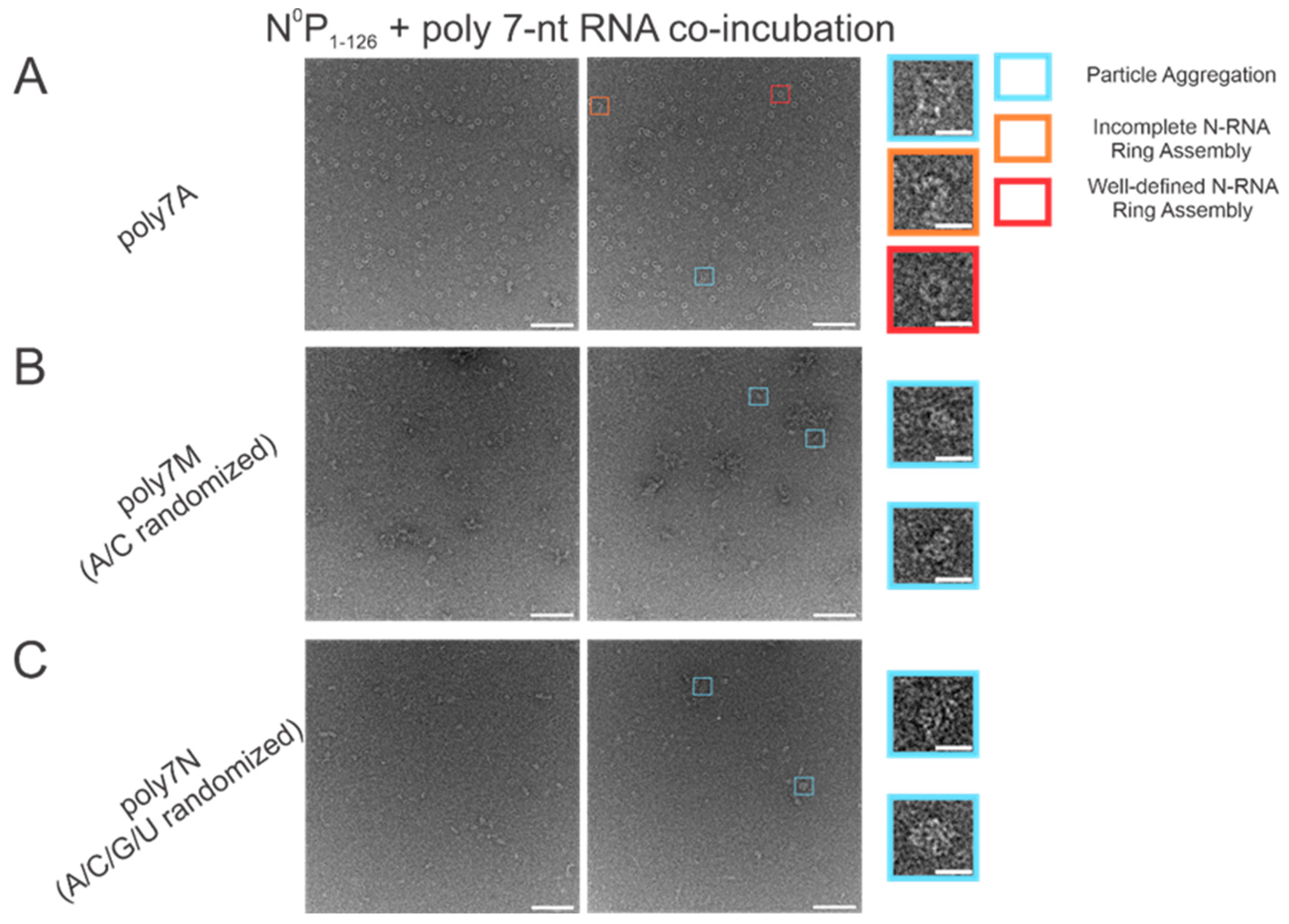 Viruses 15 00344 g002