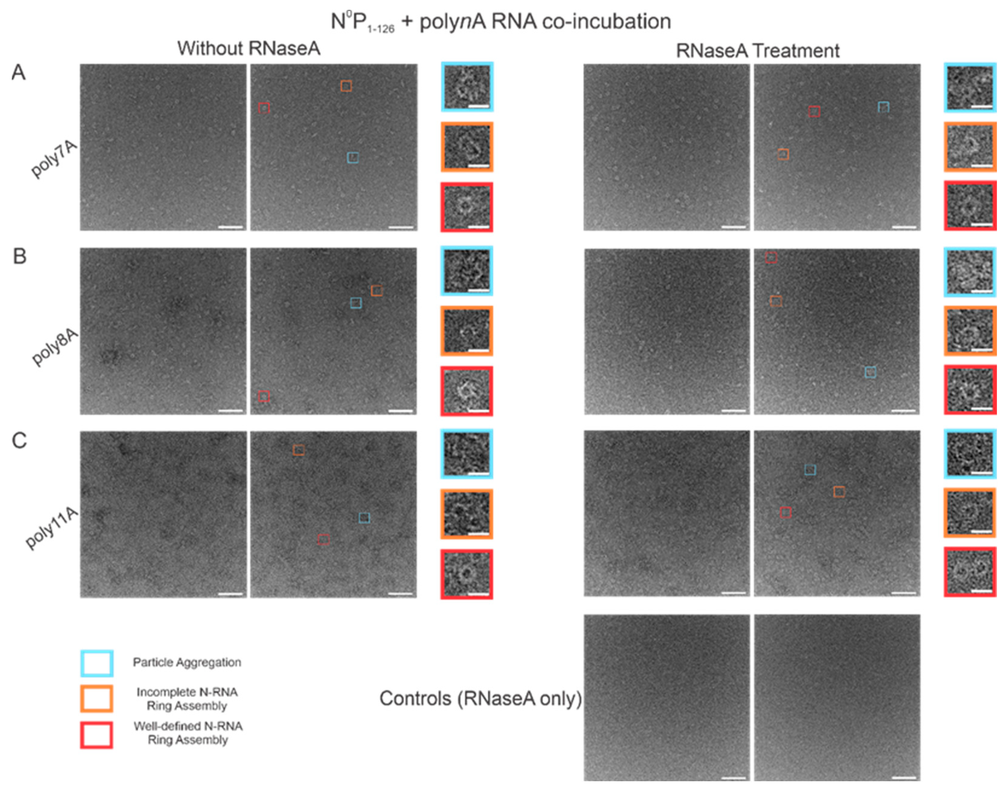Viruses 15 00344 g007