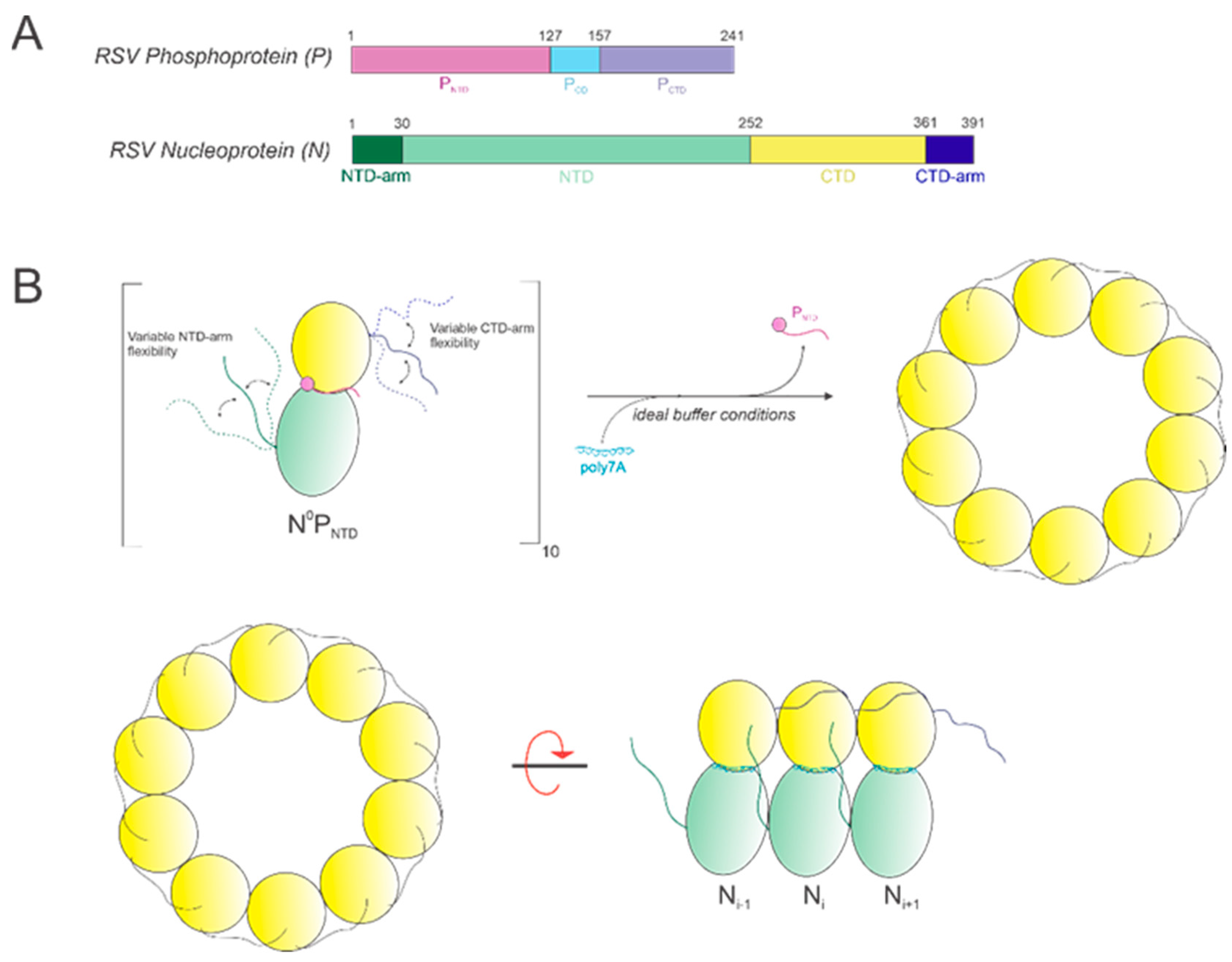 Viruses 15 00344 g008