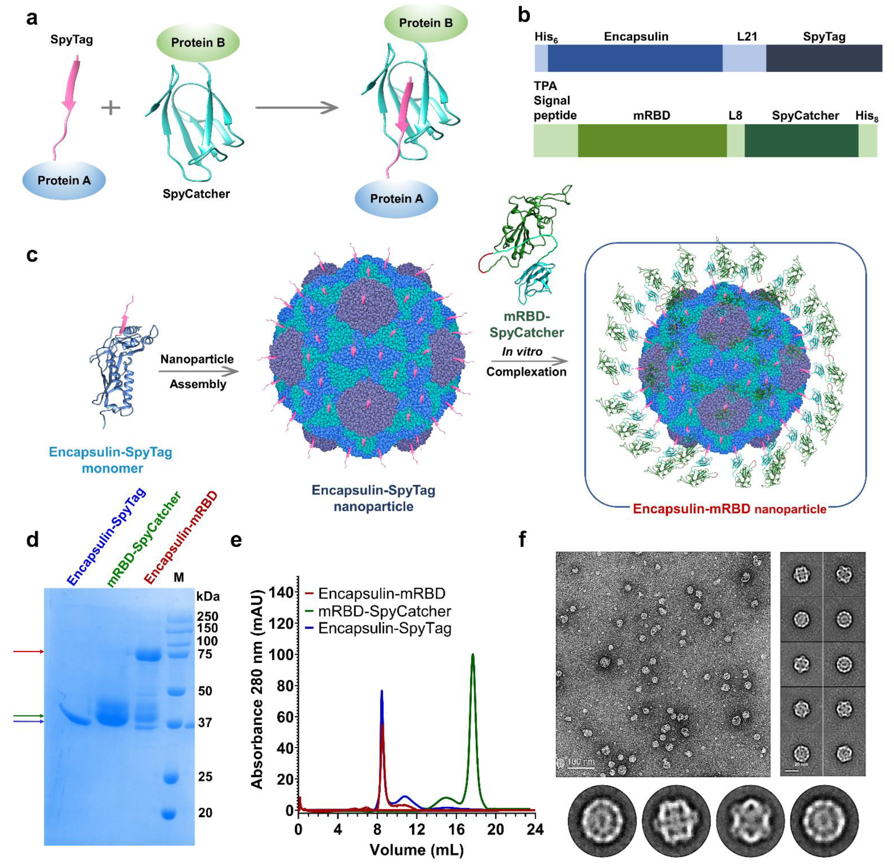 Viruses 15 00346 g001 Viruses 15 00346 g001