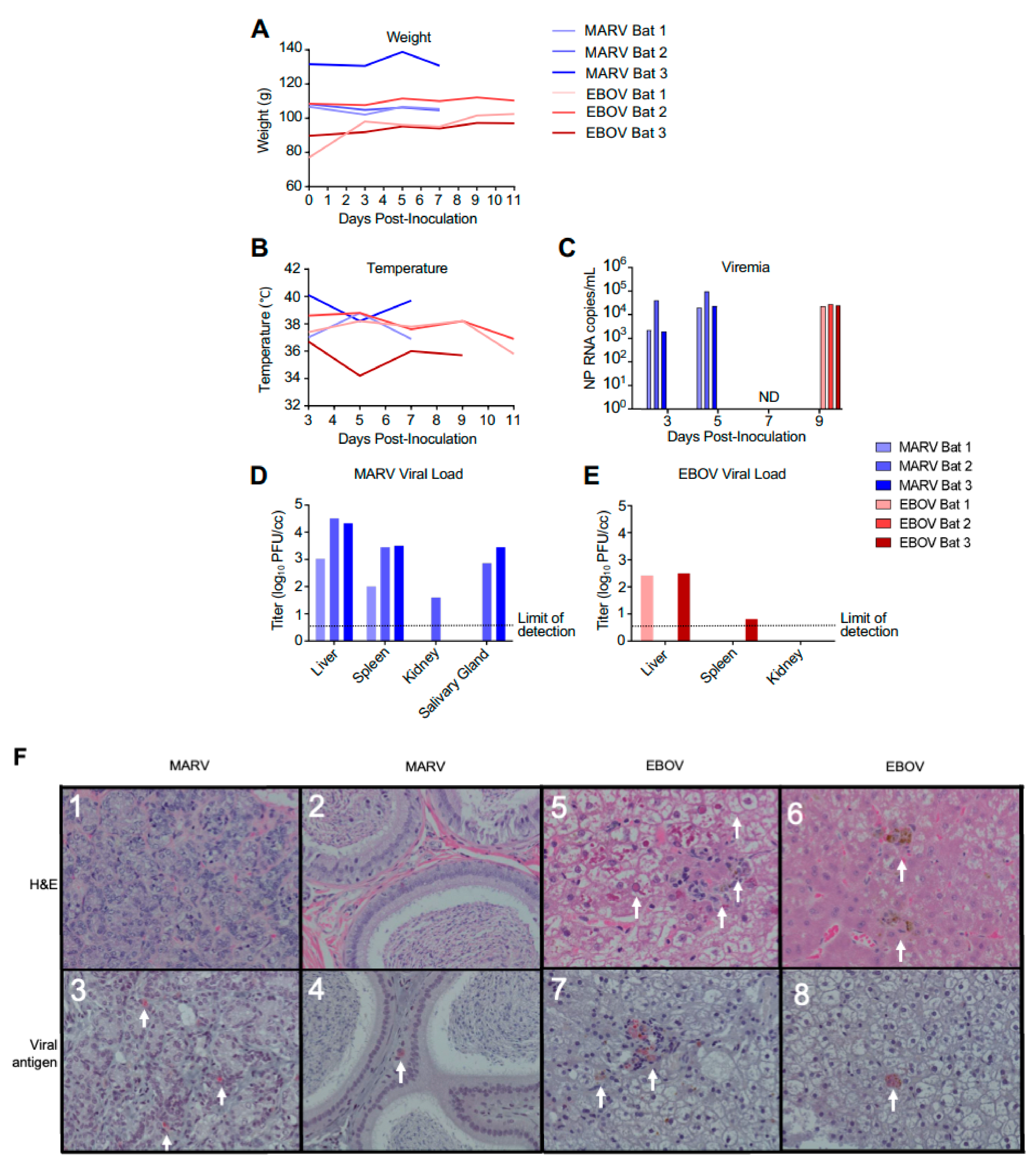 Viruses 15 00350 g001