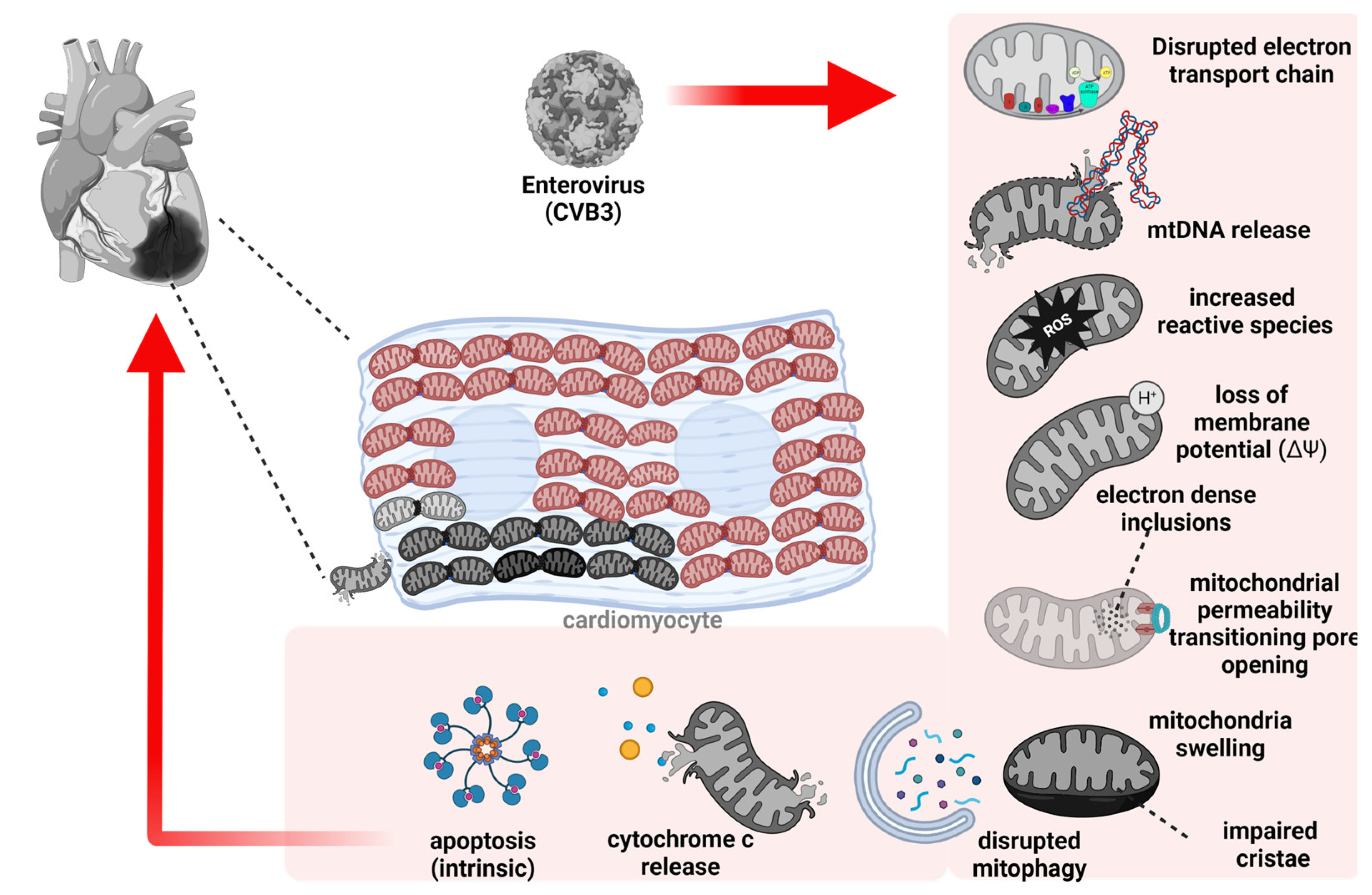 Viruses 15 00351 g001