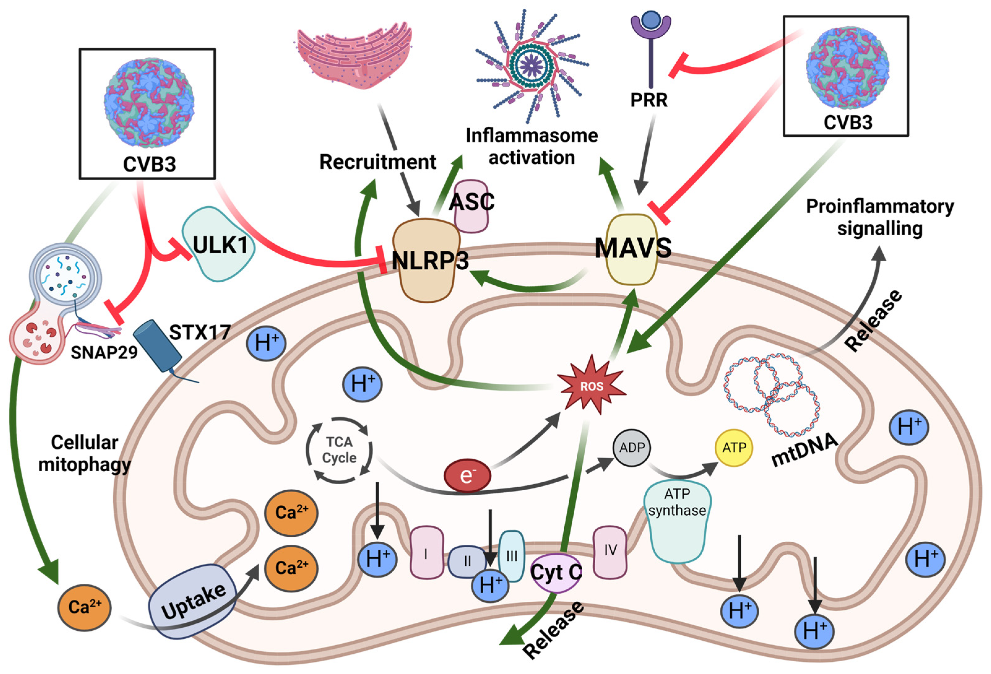 Viruses 15 00351 g002
