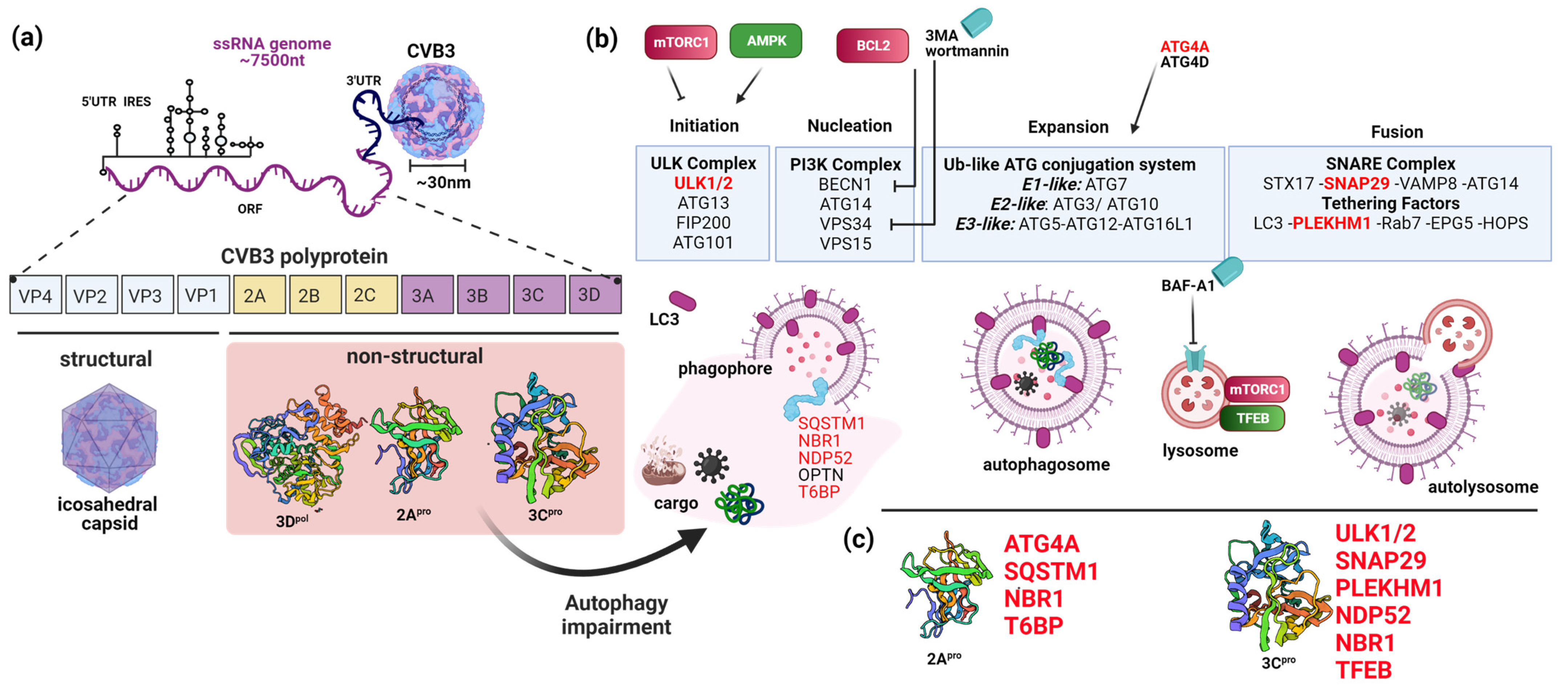 Viruses 15 00351 g003