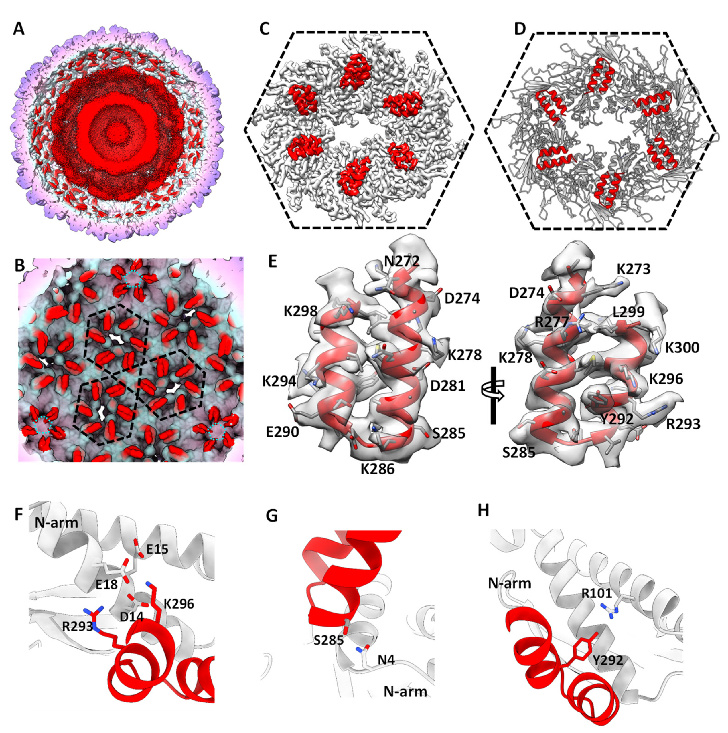Viruses 15 00355 g002