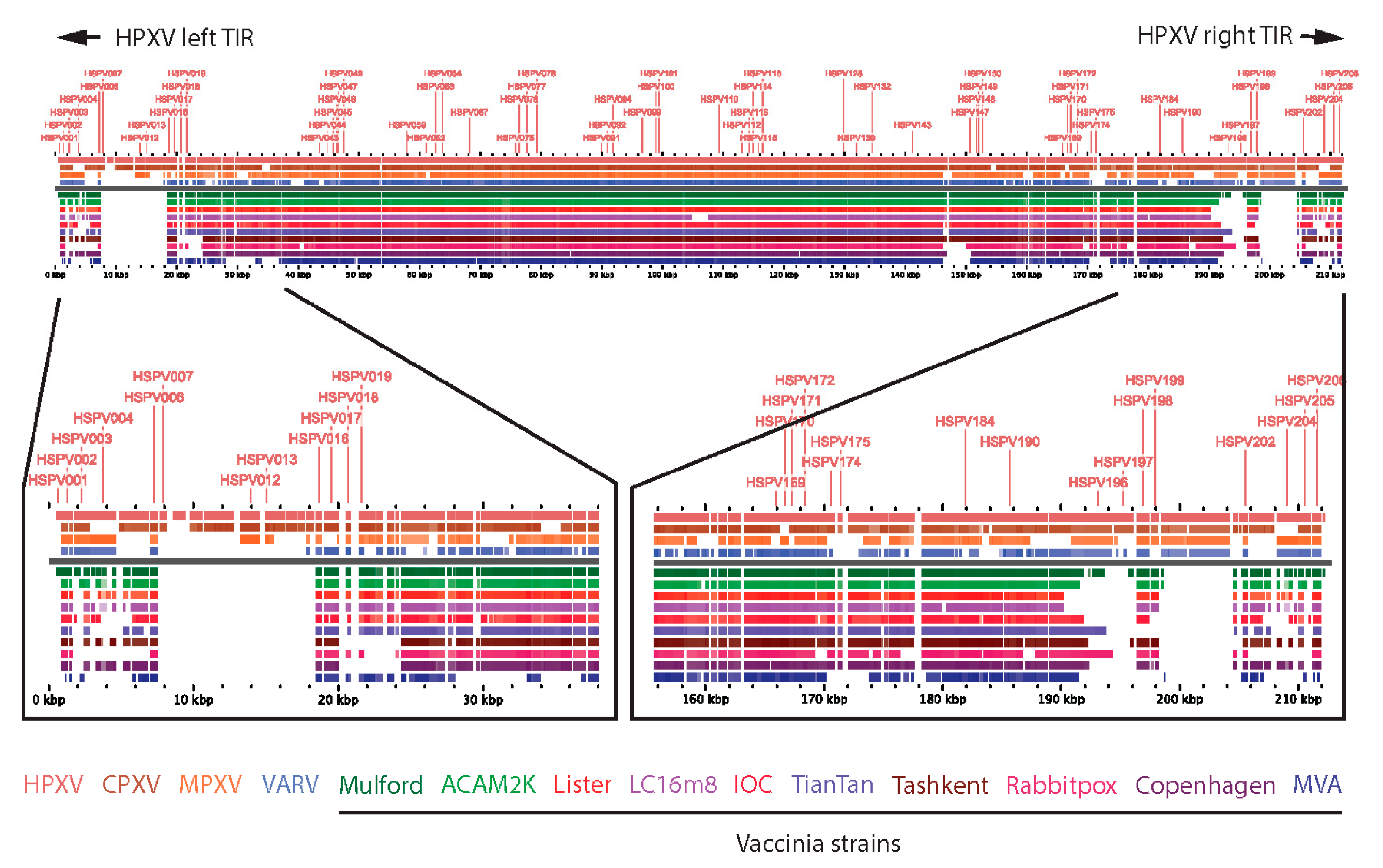 Viruses 15 00356 g001