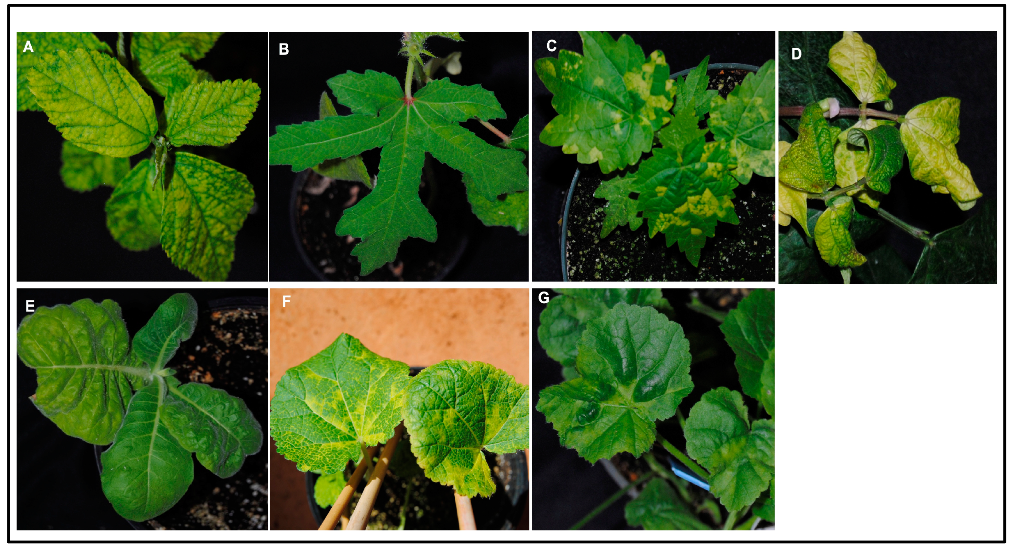 Viruses 15 00357 g003 Viruses 15 00357 g003