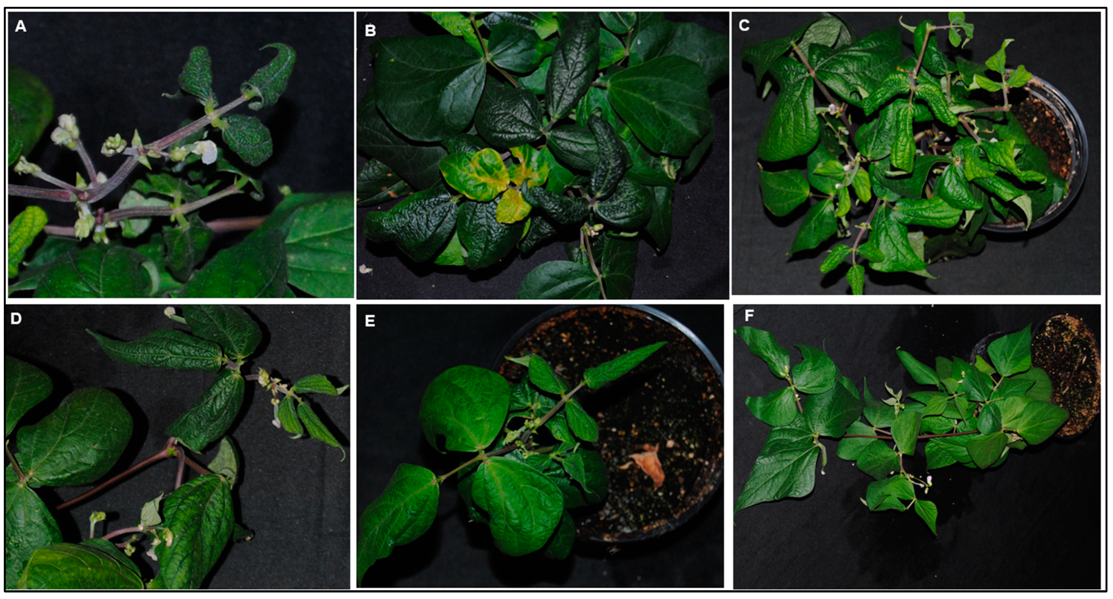 Viruses 15 00357 g006 Viruses 15 00357 g006
