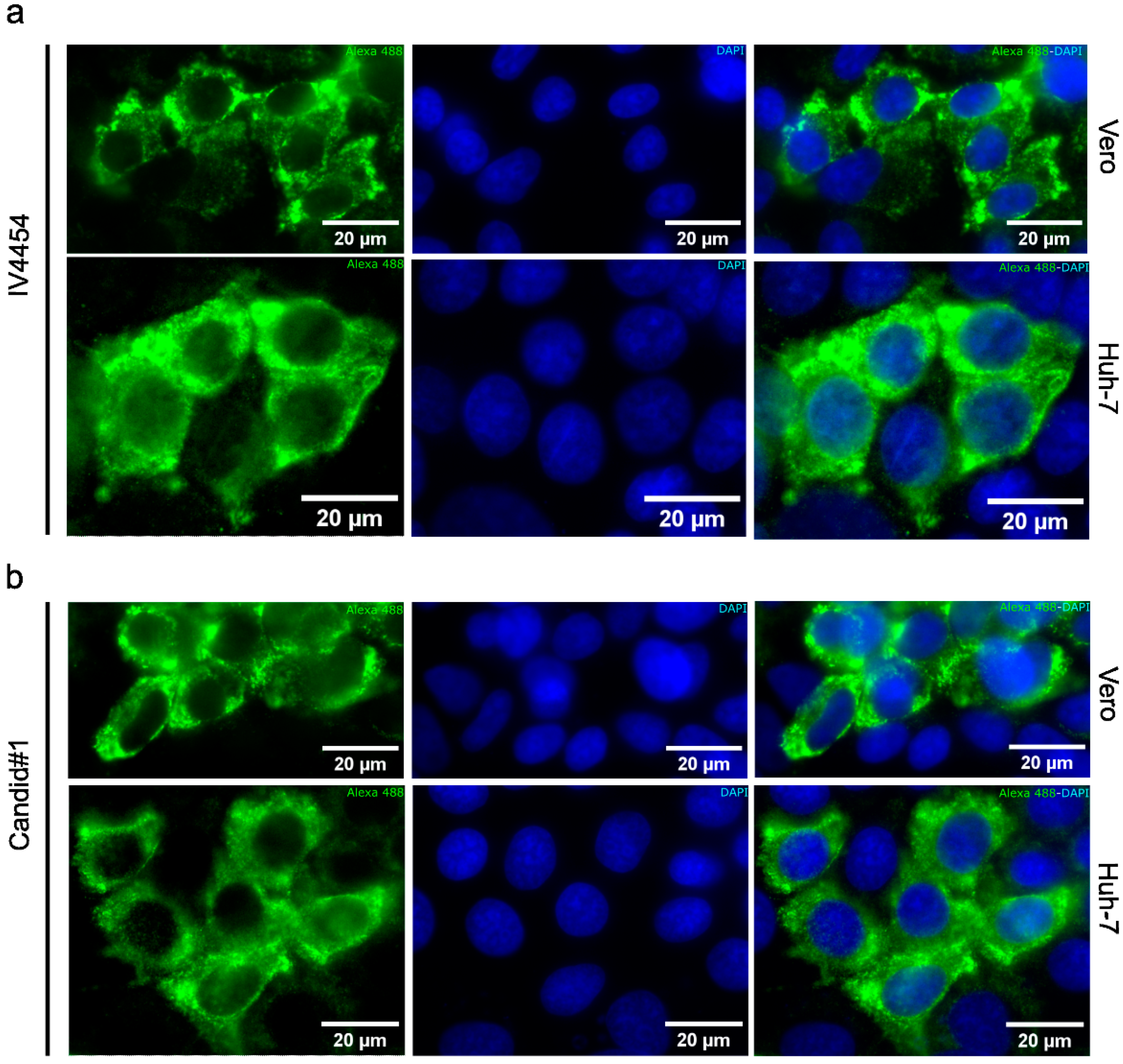 Viruses 15 00369 g004