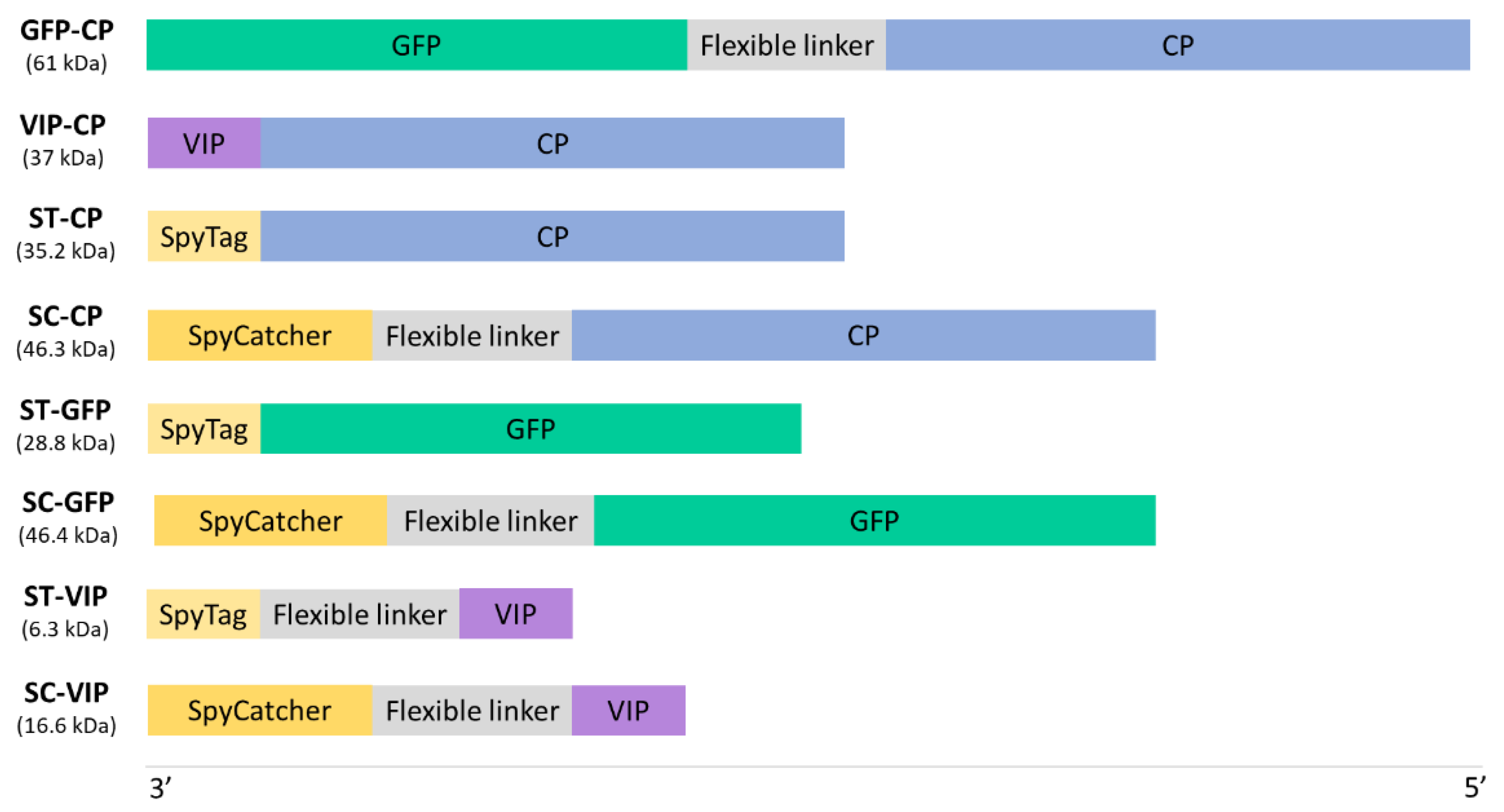 Viruses 15 00375 g001