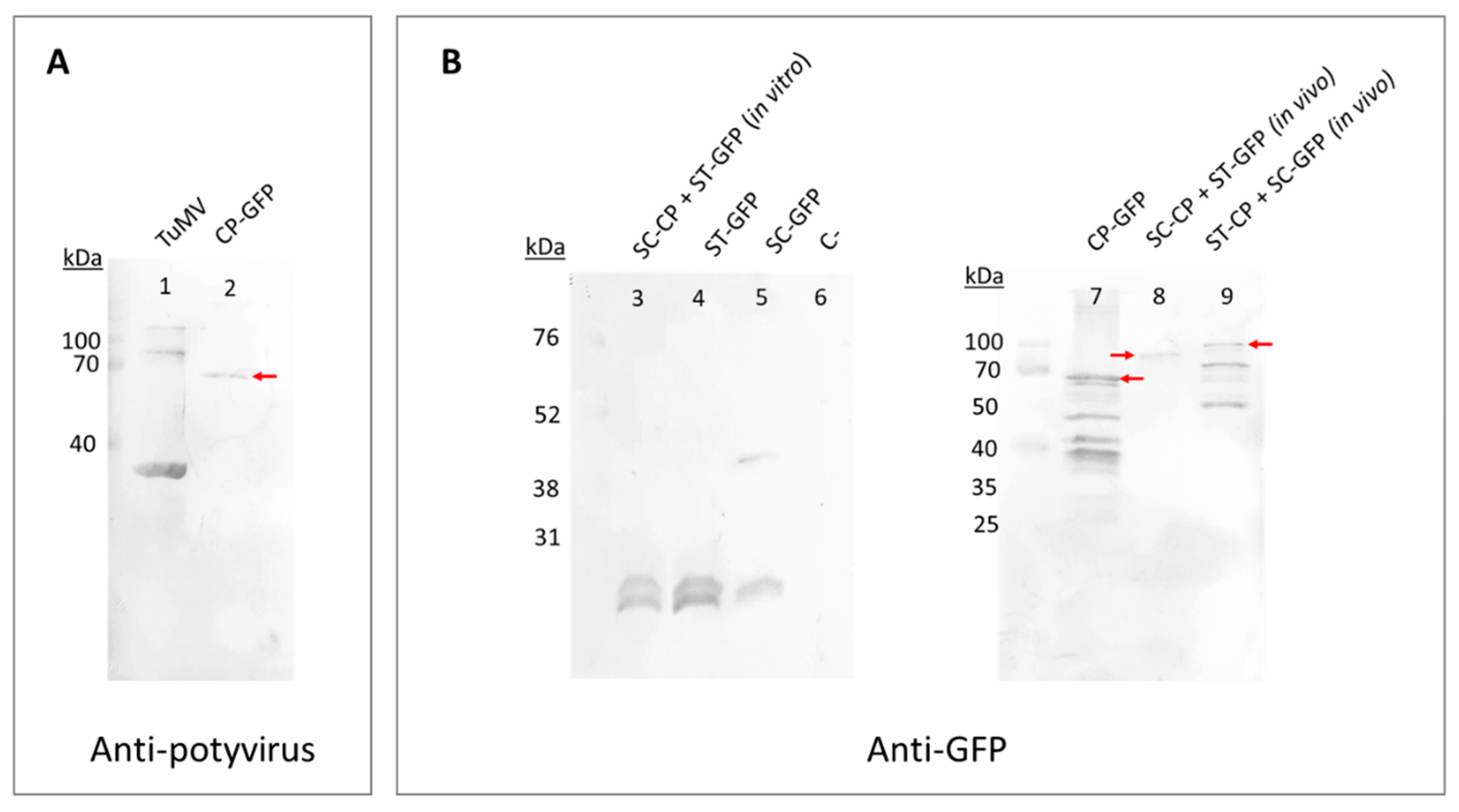 Viruses 15 00375 g002