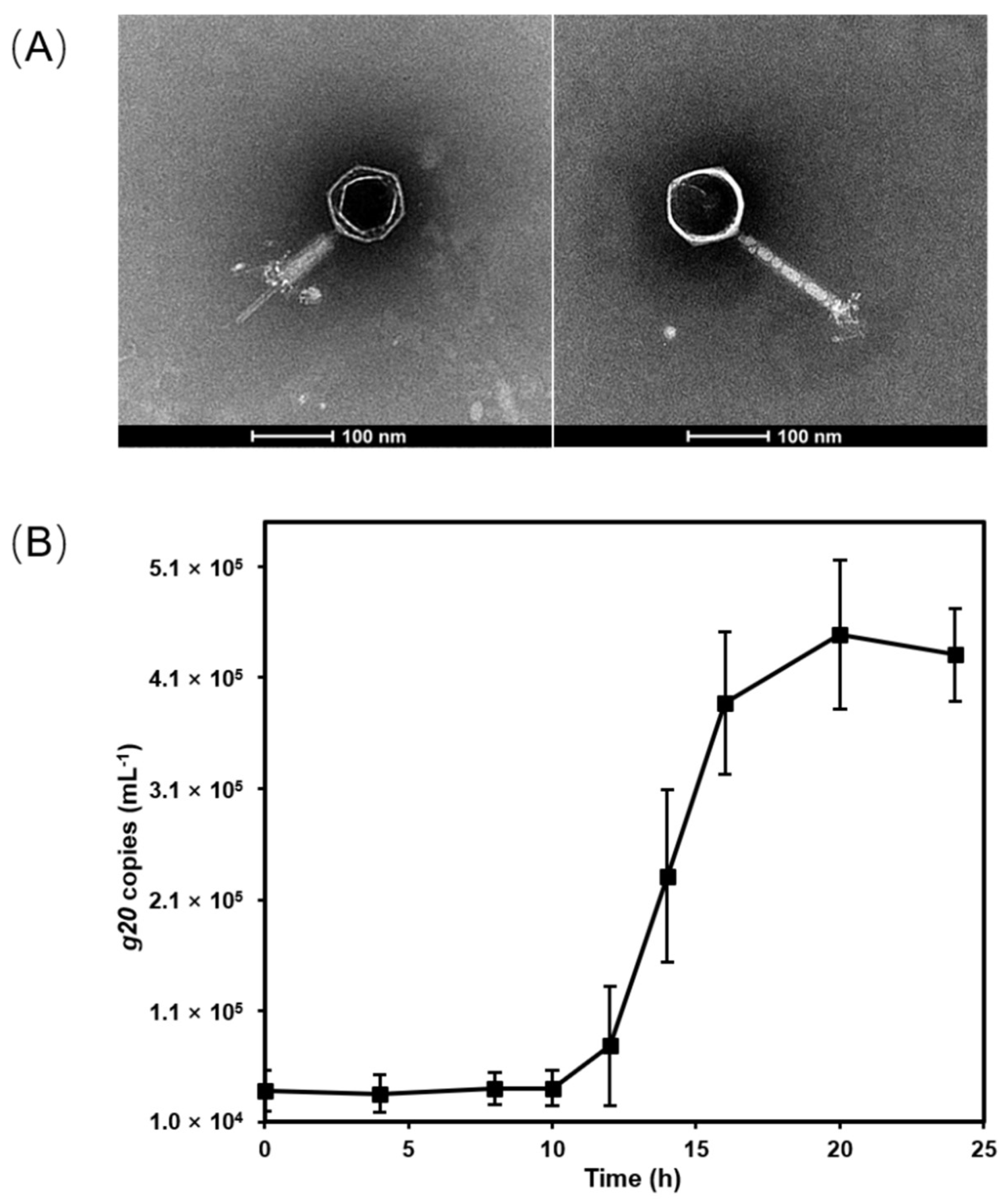 Viruses 15 00380 g001 Viruses 15 00380 g001