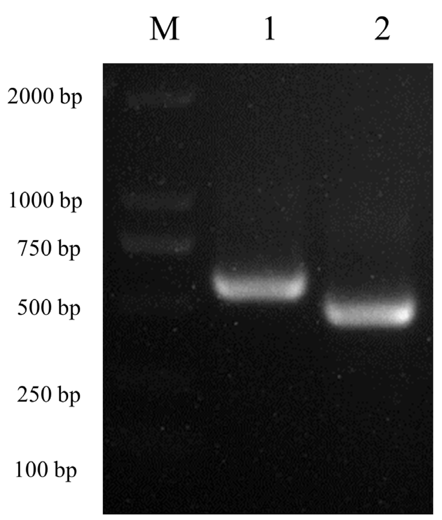 Viruses 15 00393 g001