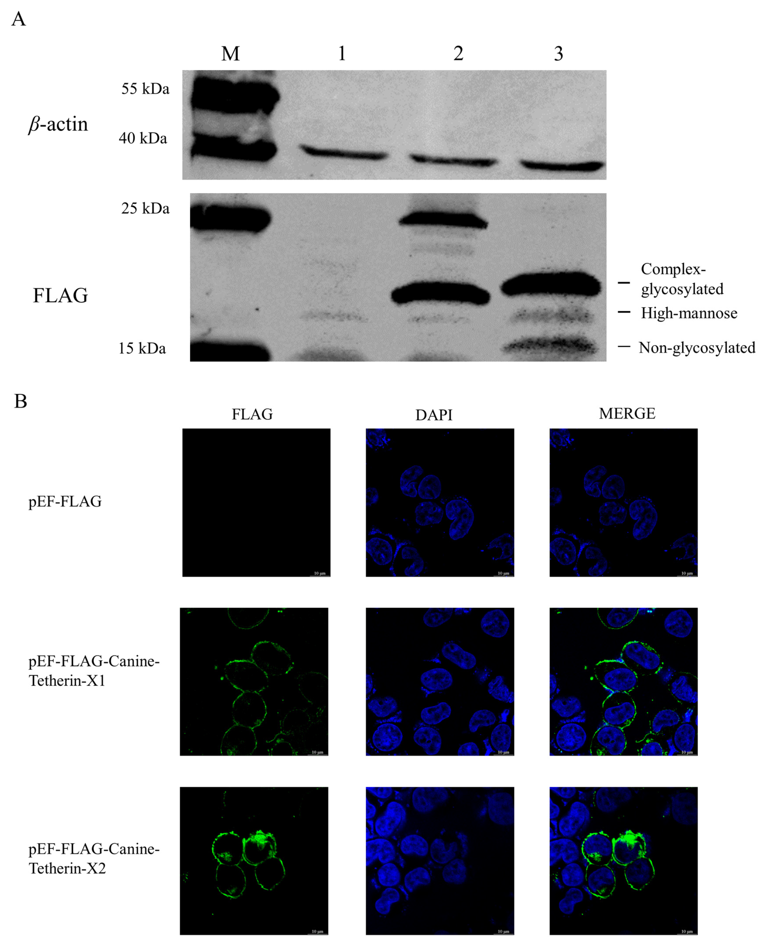 Viruses 15 00393 g004