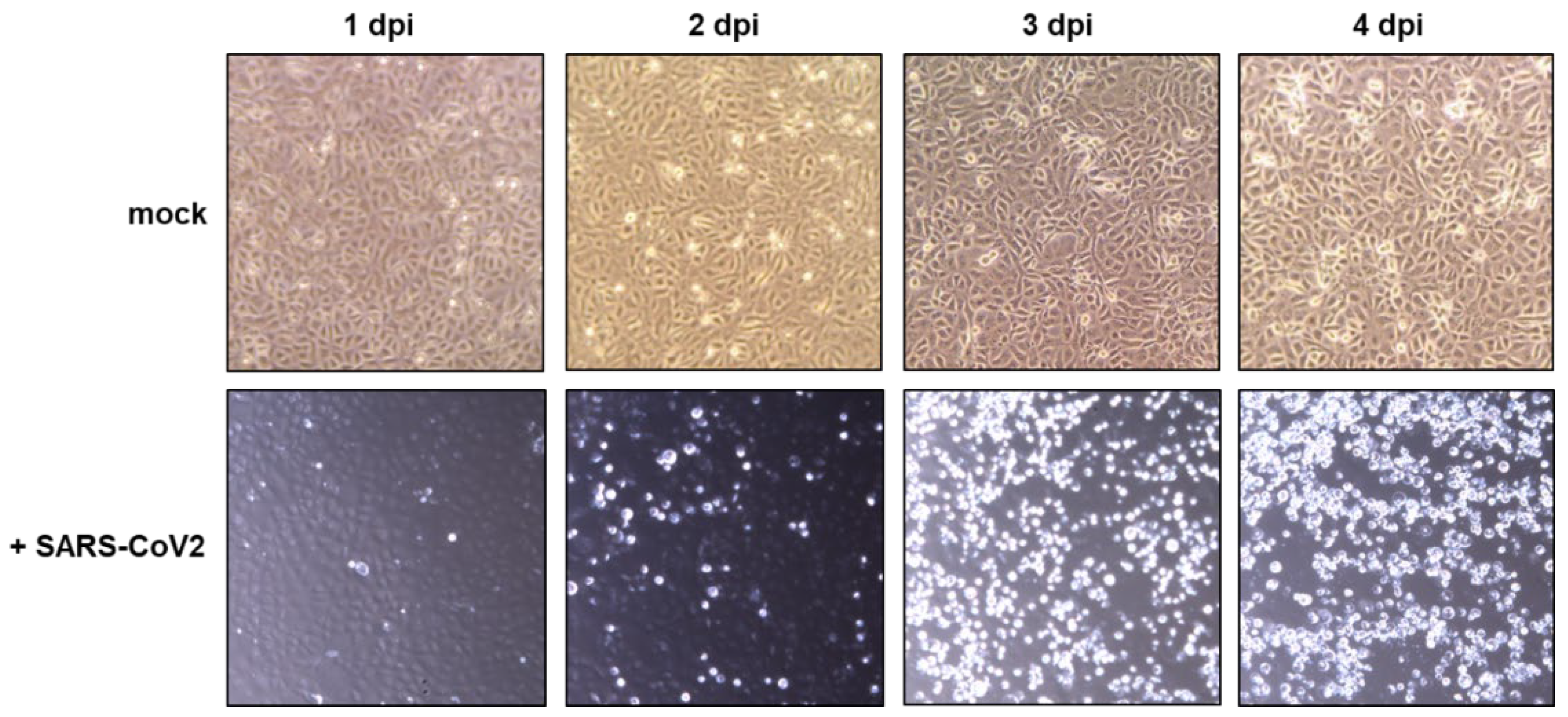 Viruses 15 00397 g003 Viruses 15 00397 g003