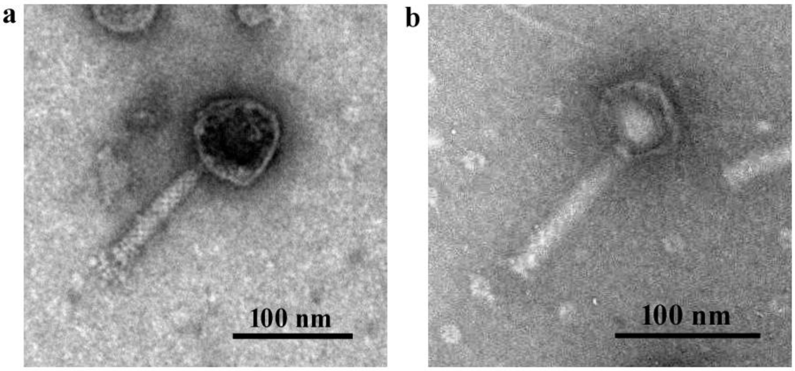 Viruses 15 00427 g002 Viruses 15 00427 g002