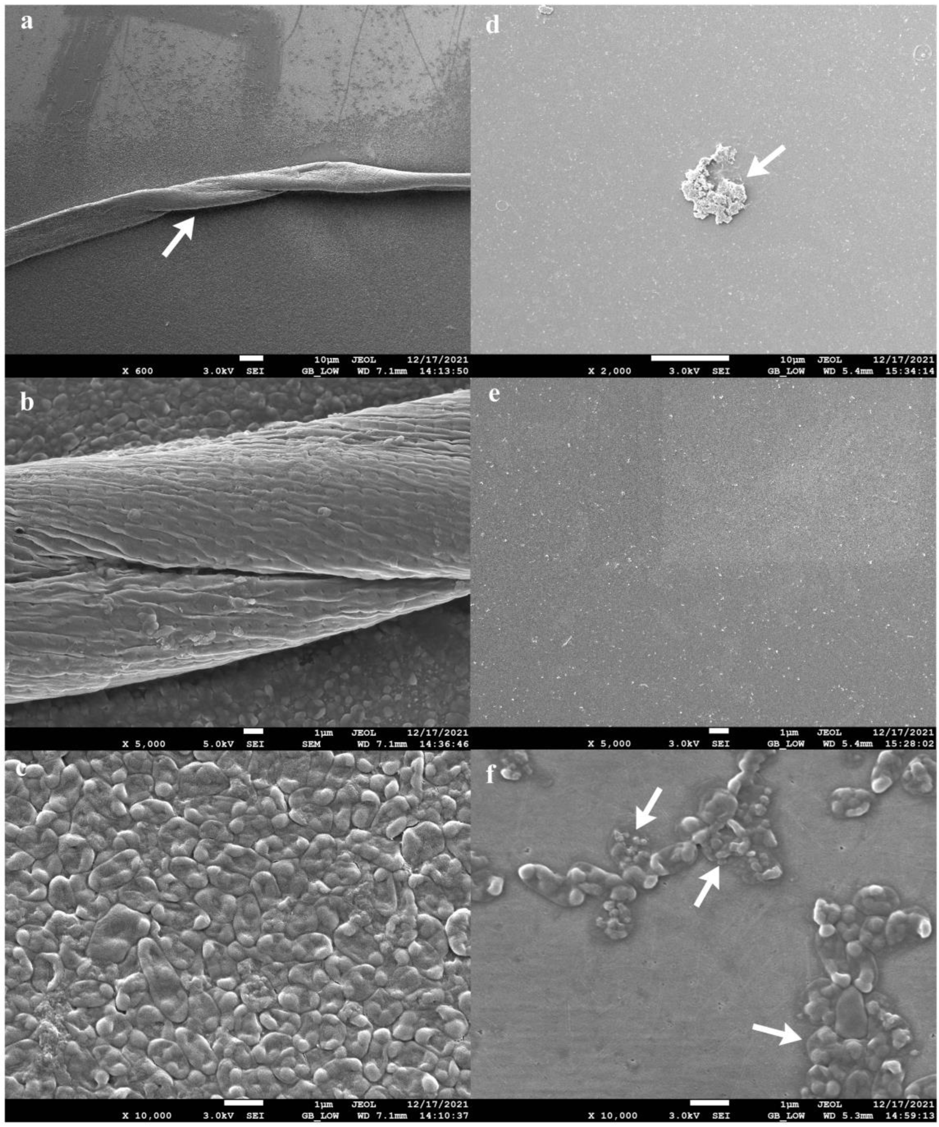 Viruses 15 00427 g007 Viruses 15 00427 g007