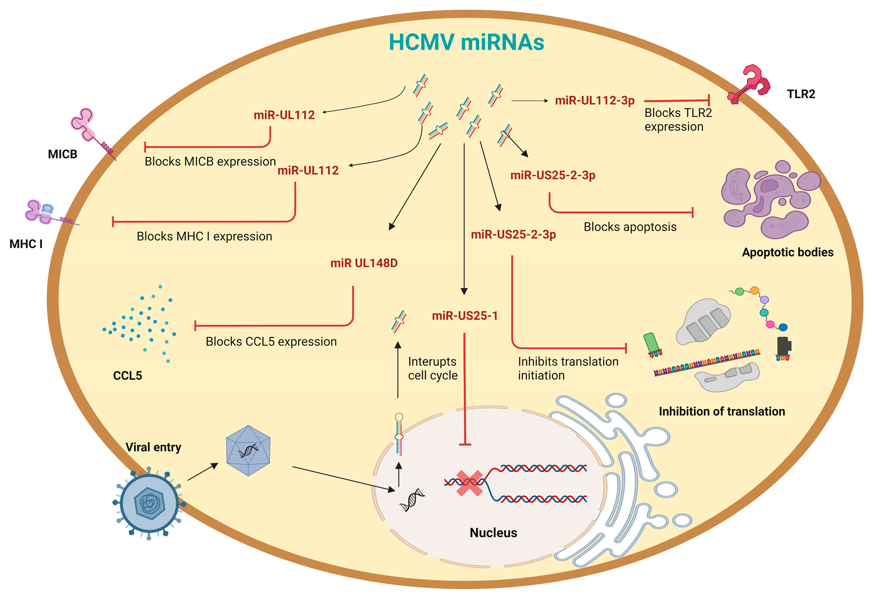 Viruses 15 00429 g003