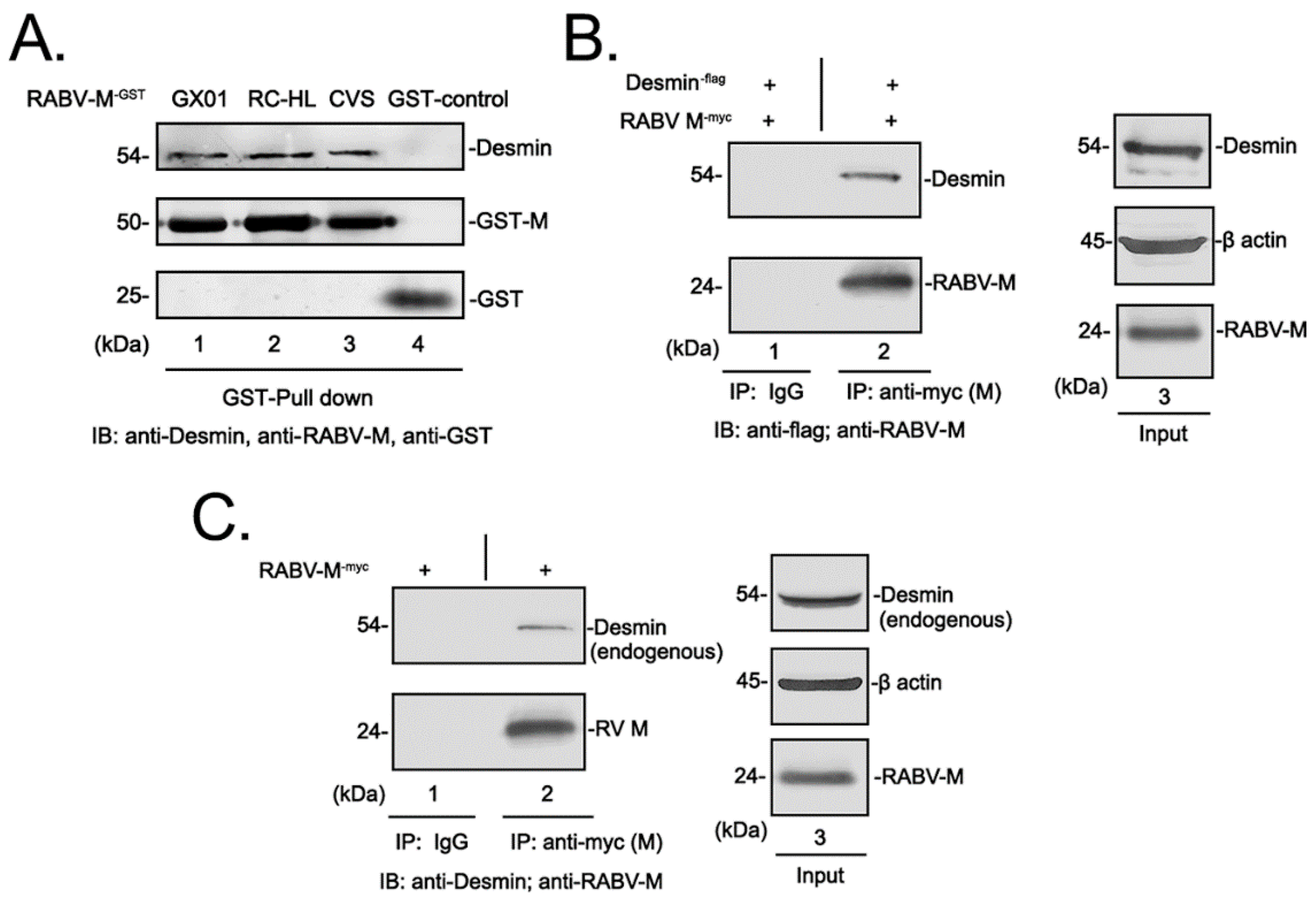 Viruses 15 00434 g001 Viruses 15 00434 g001