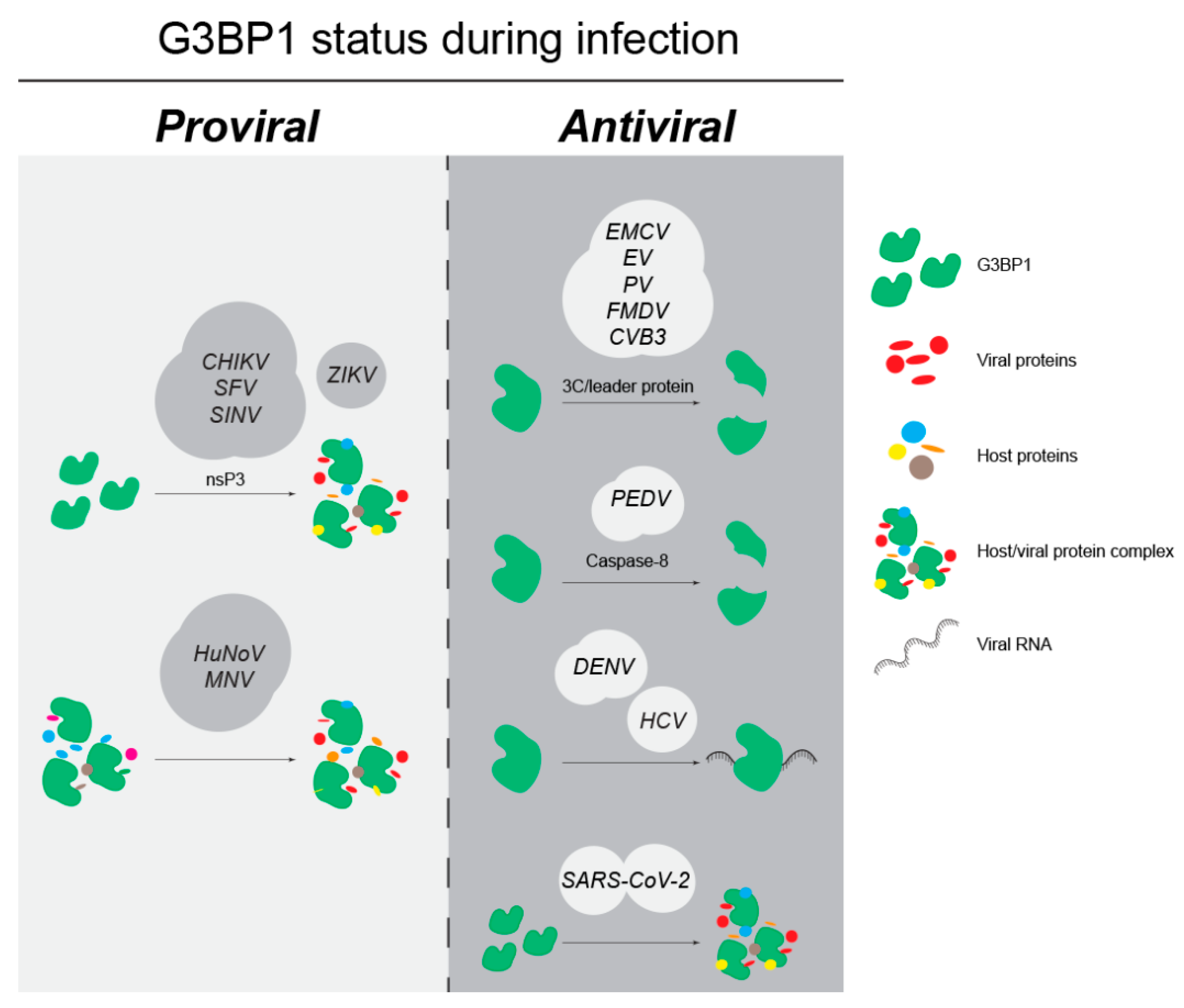 Viruses 15 00449 g004 Viruses 15 00449 g004