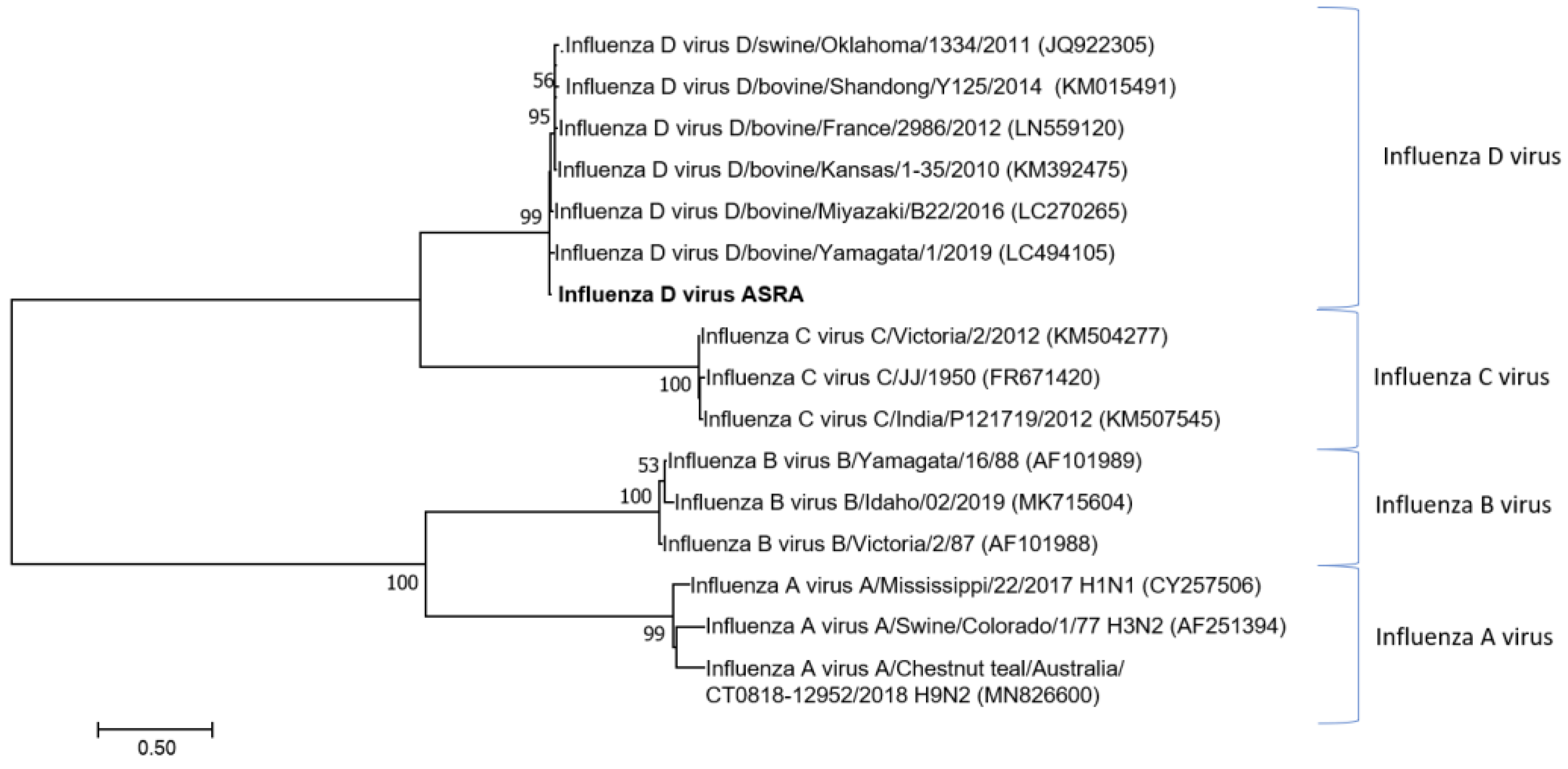 Viruses 15 00455 g001