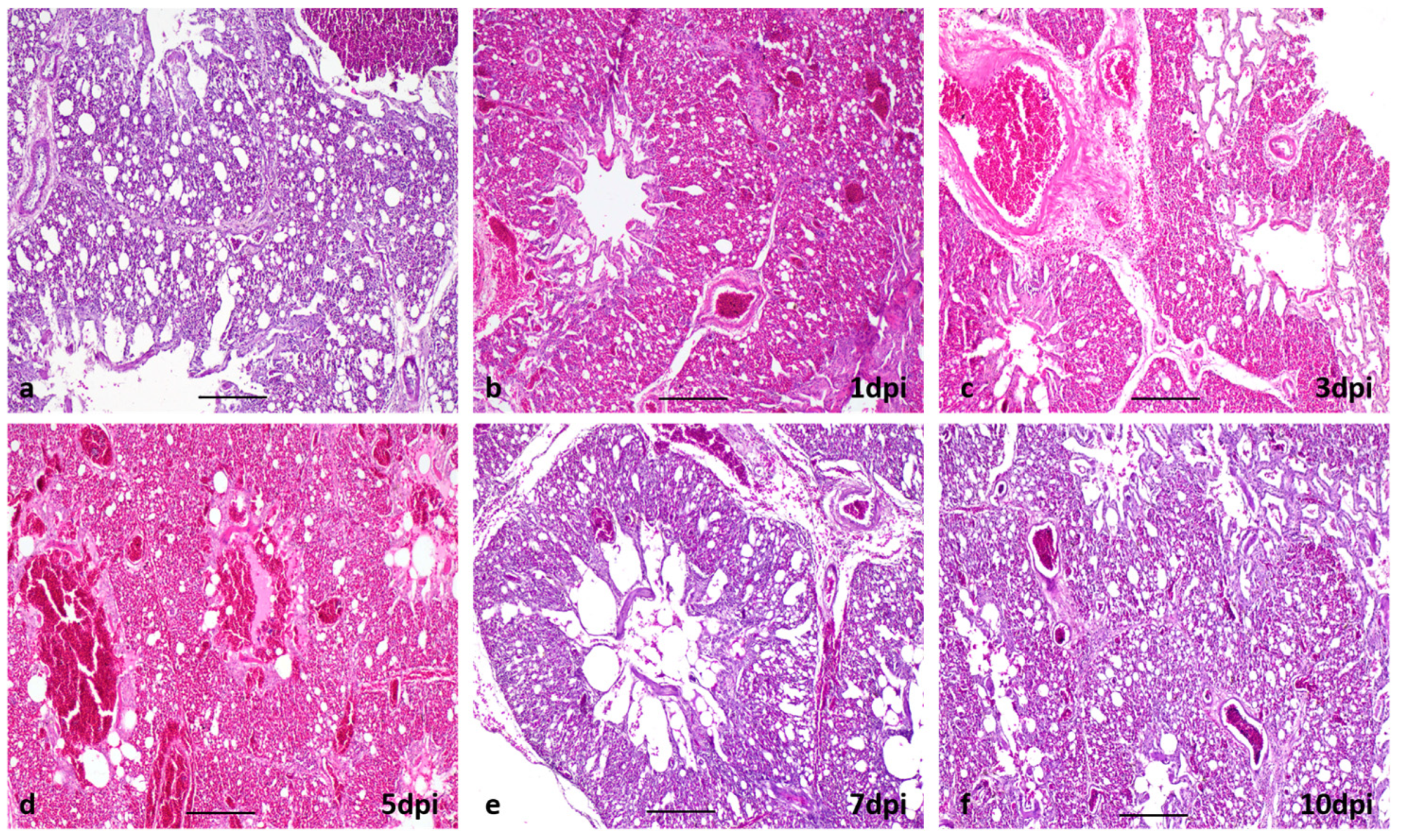 Viruses 15 00461 g004 Viruses 15 00461 g004