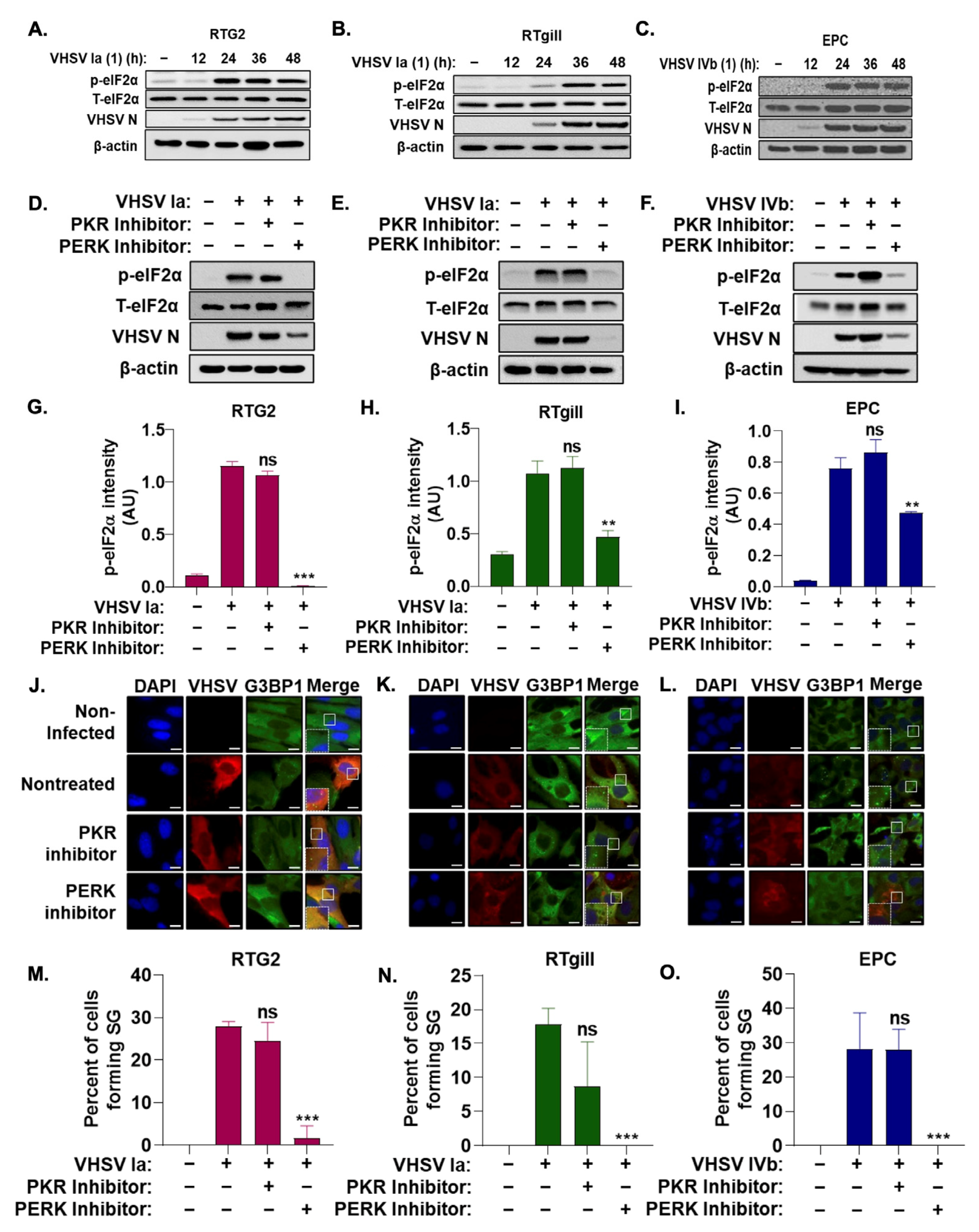 Viruses 15 00466 g002