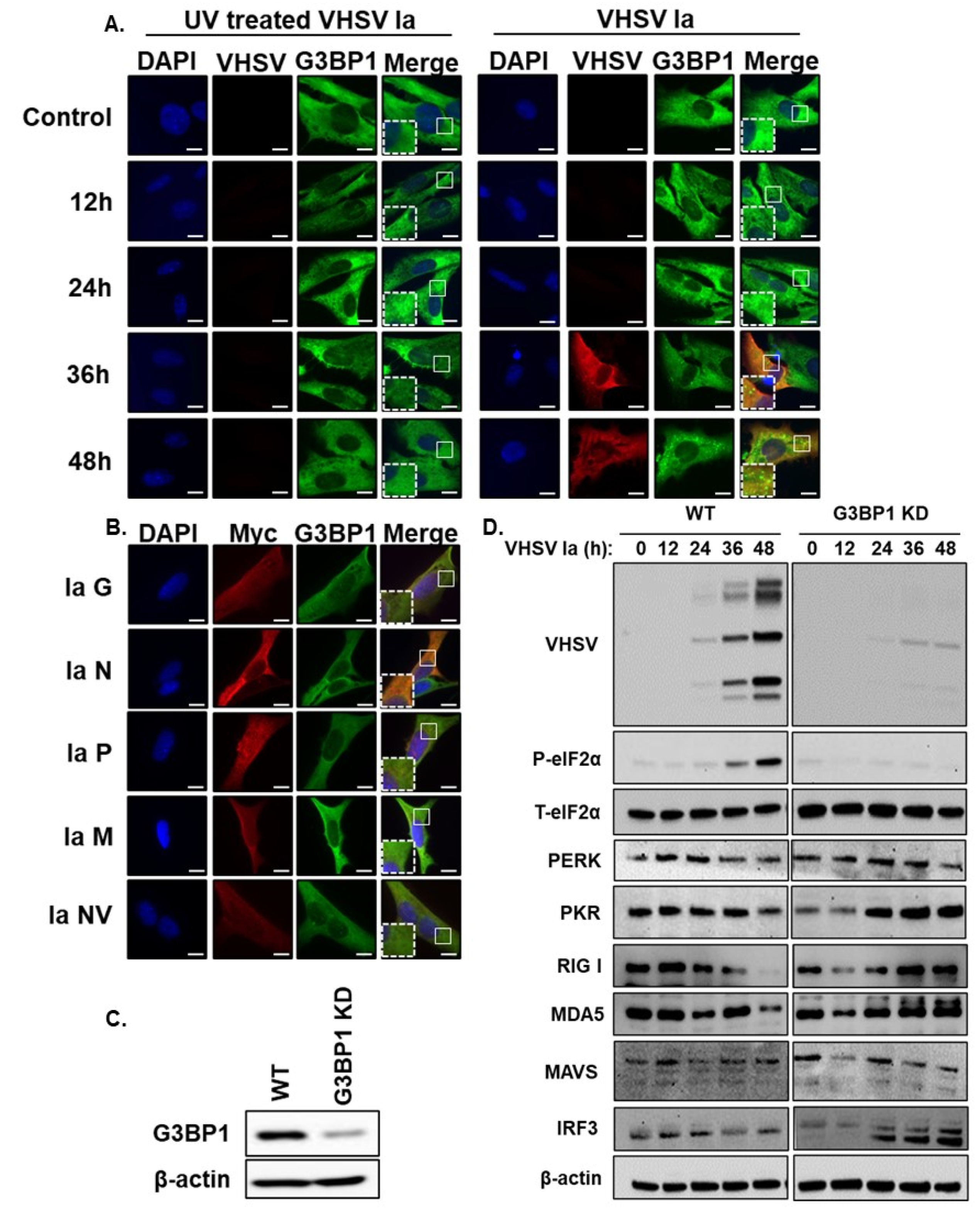 Viruses 15 00466 g005