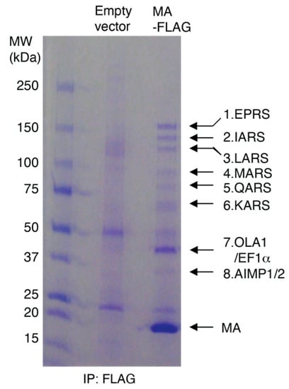 Viruses 15 00474 g001