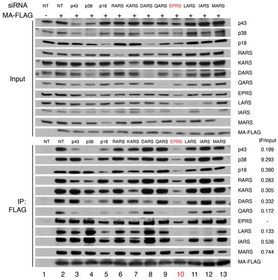 Viruses 15 00474 g002