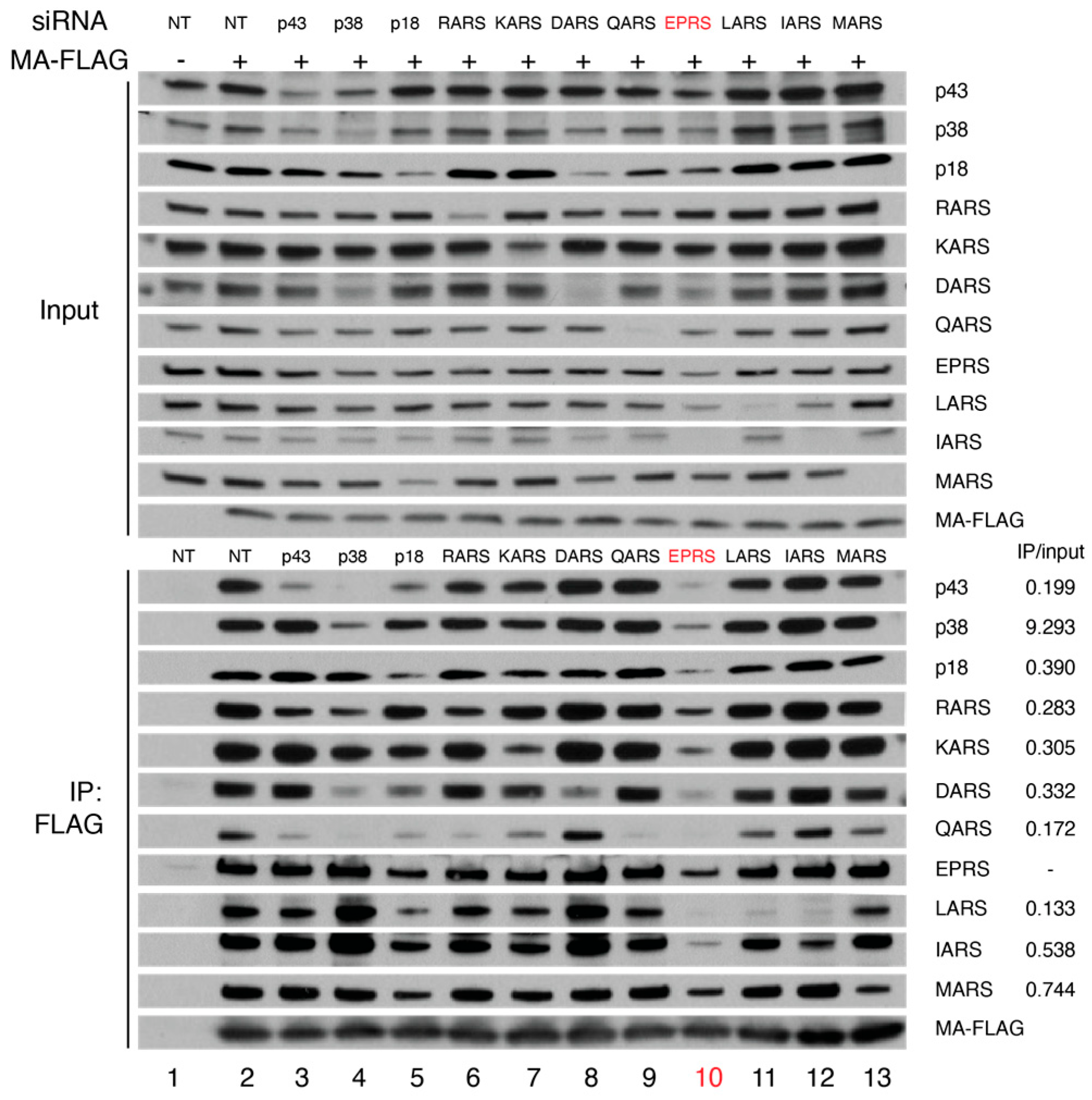 Viruses 15 00474 g002 Viruses 15 00474 g002