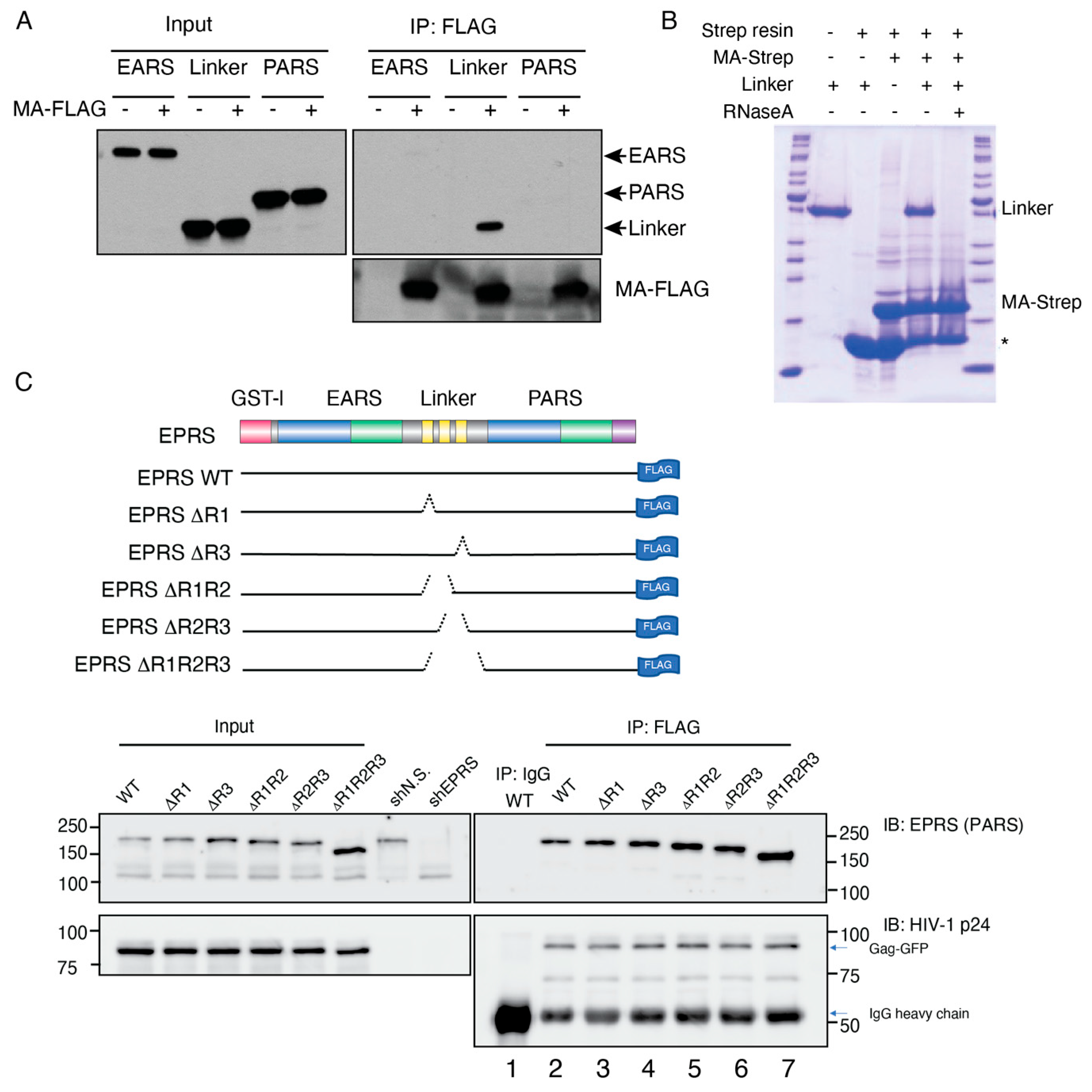 Viruses 15 00474 g003 Viruses 15 00474 g003
