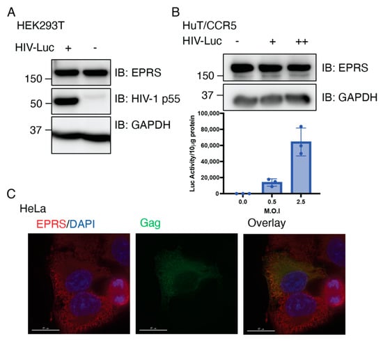 Viruses 15 00474 g006