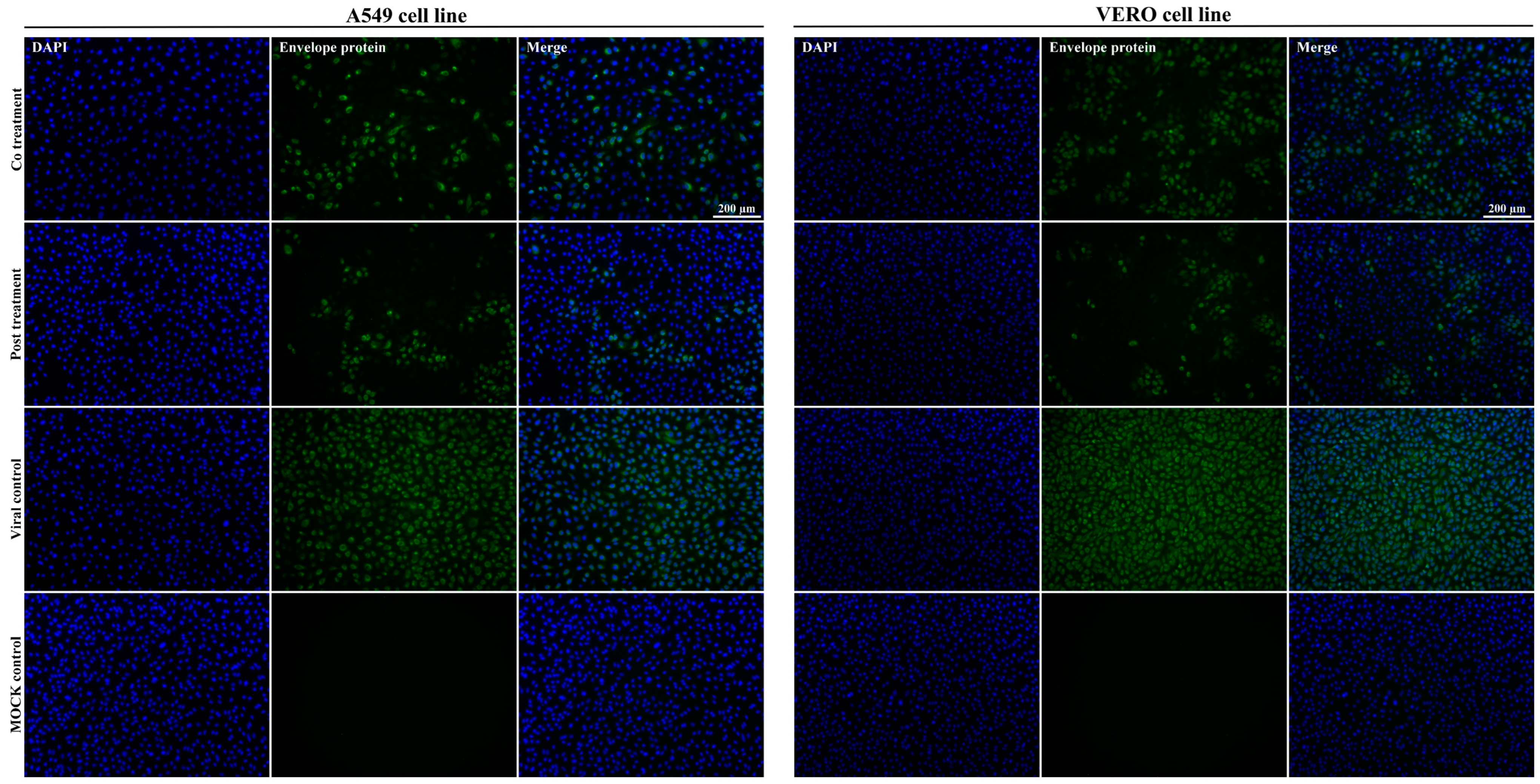 Viruses 15 00494 g006
