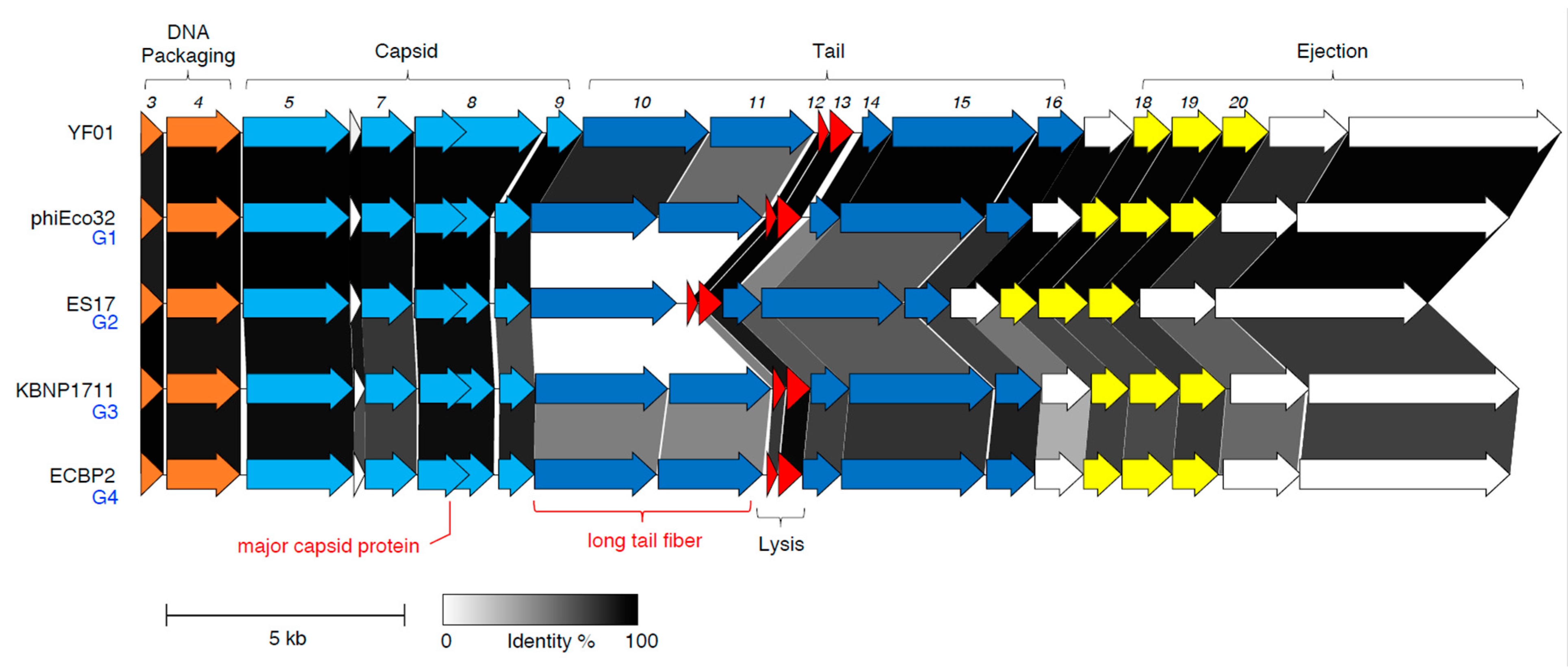 Viruses 15 00506 g006
