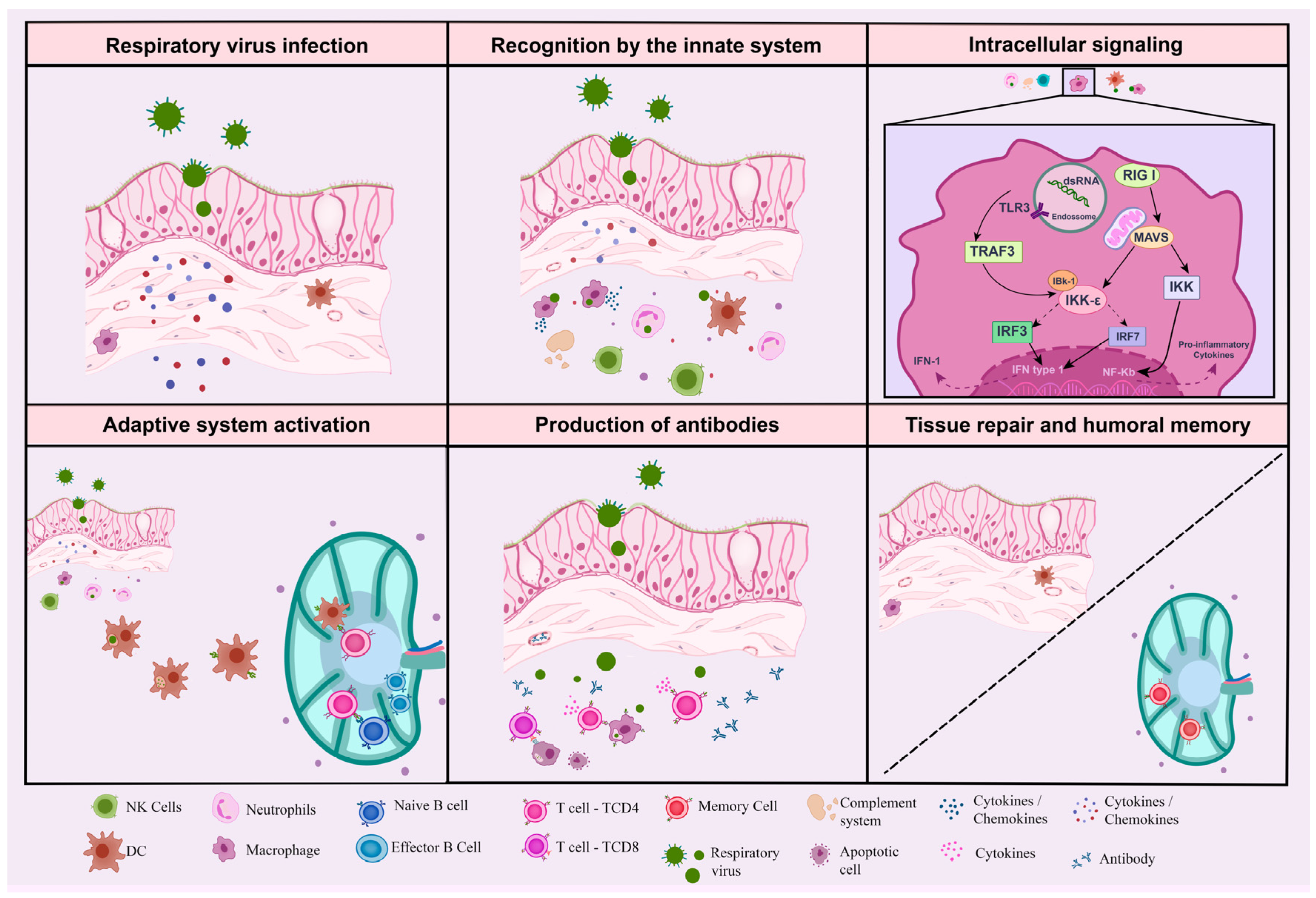 Viruses 15 00525 g001