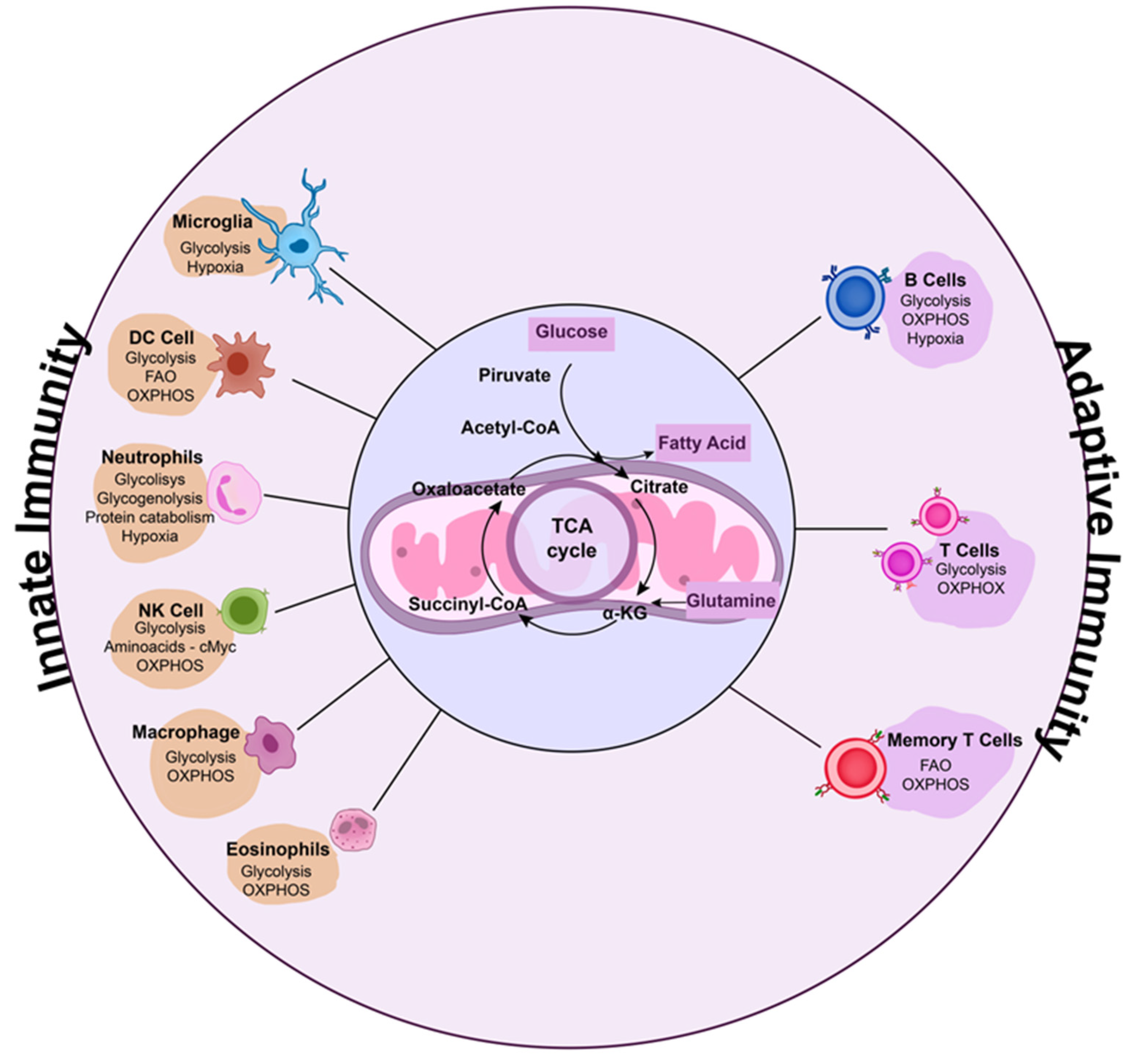 Viruses 15 00525 g002