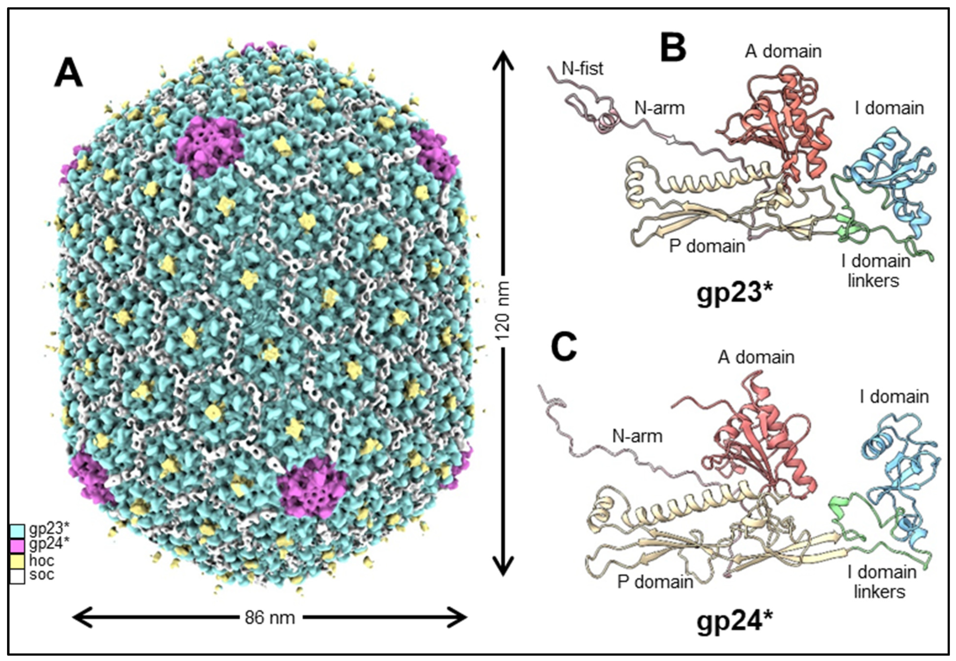 Viruses 15 00527 g002