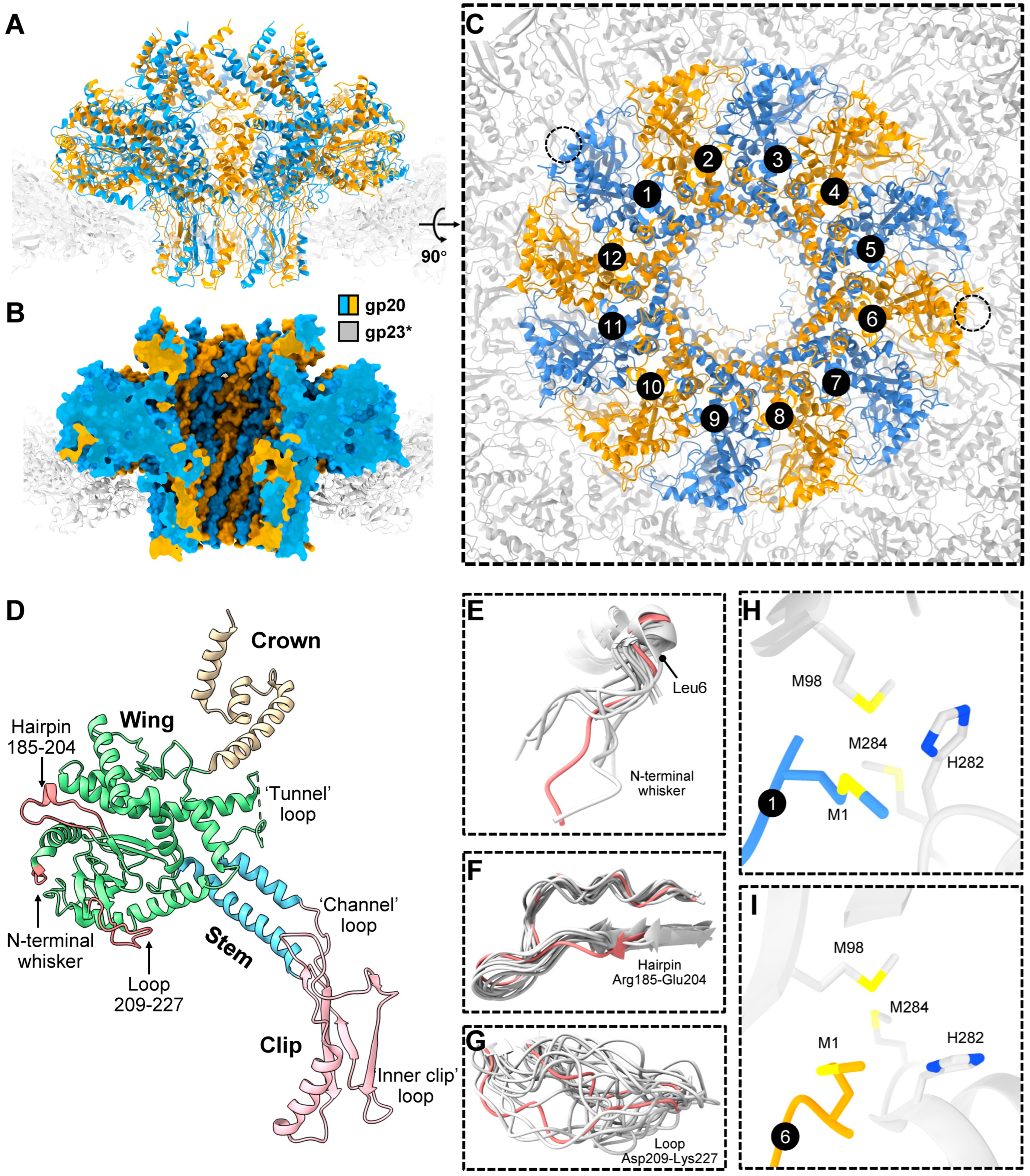 Viruses 15 00527 g003