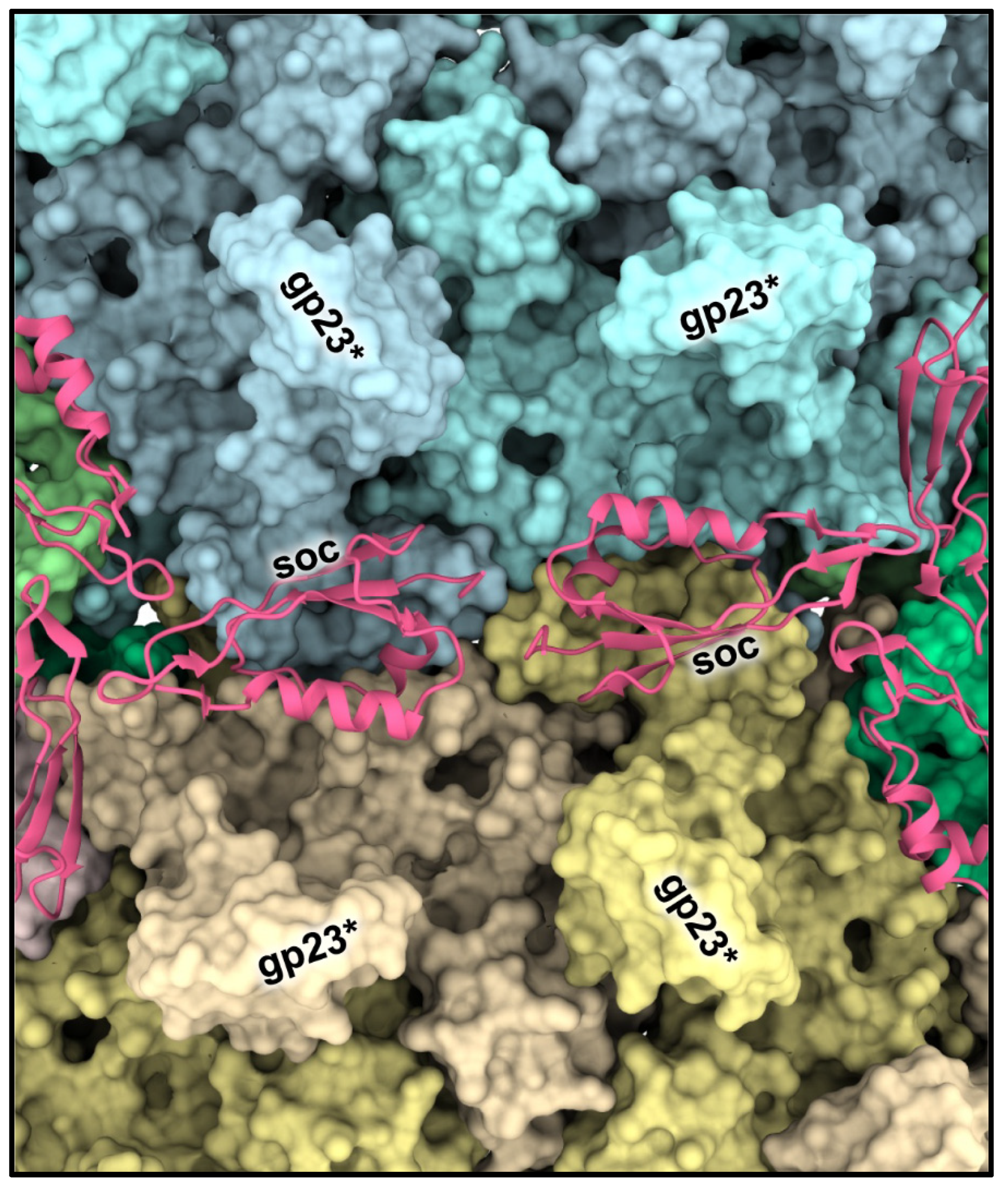 Viruses 15 00527 g004