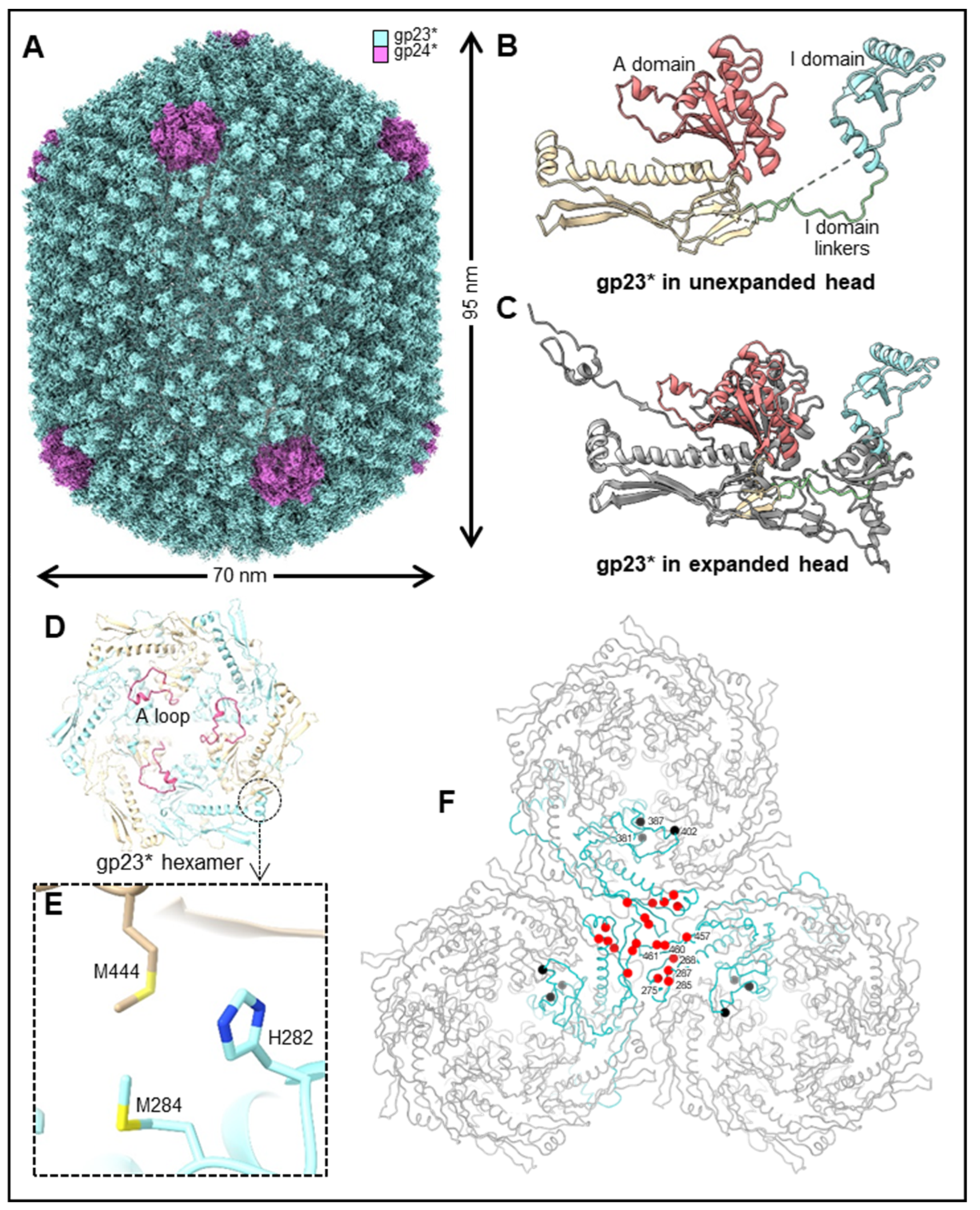 Viruses 15 00527 g005
