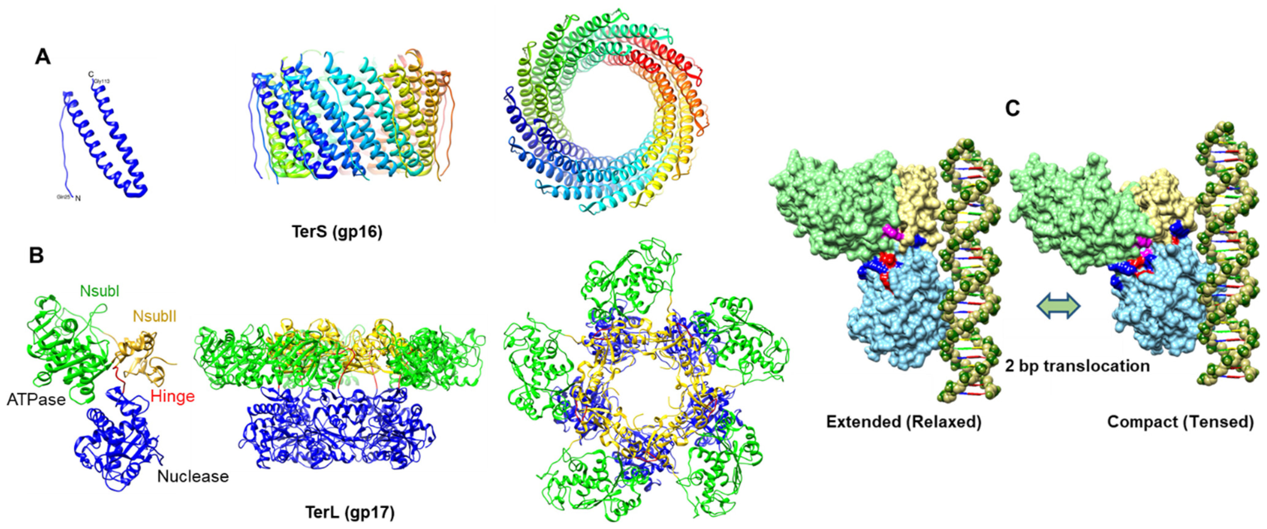 Viruses 15 00527 g006