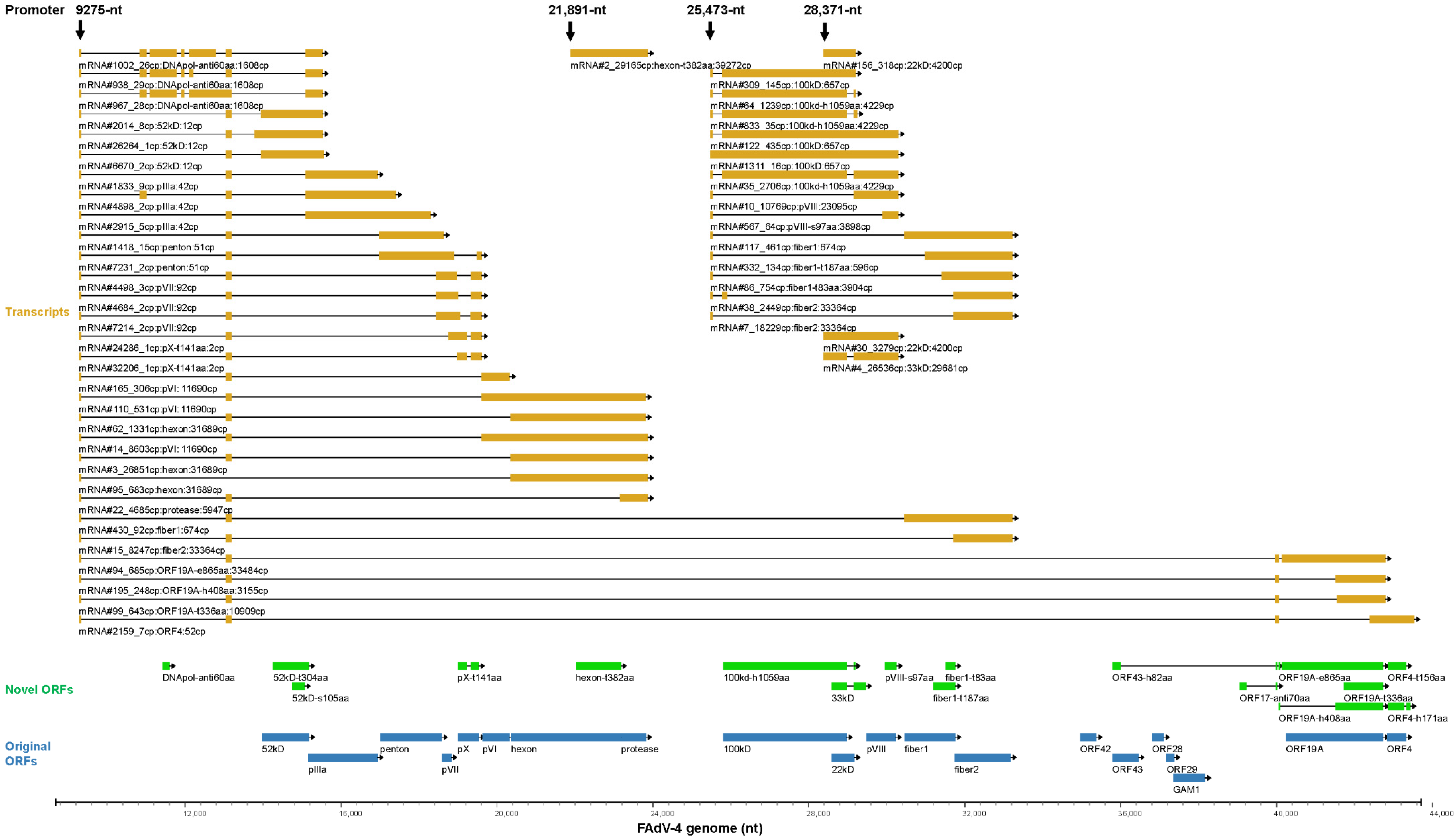 Viruses 15 00529 g006