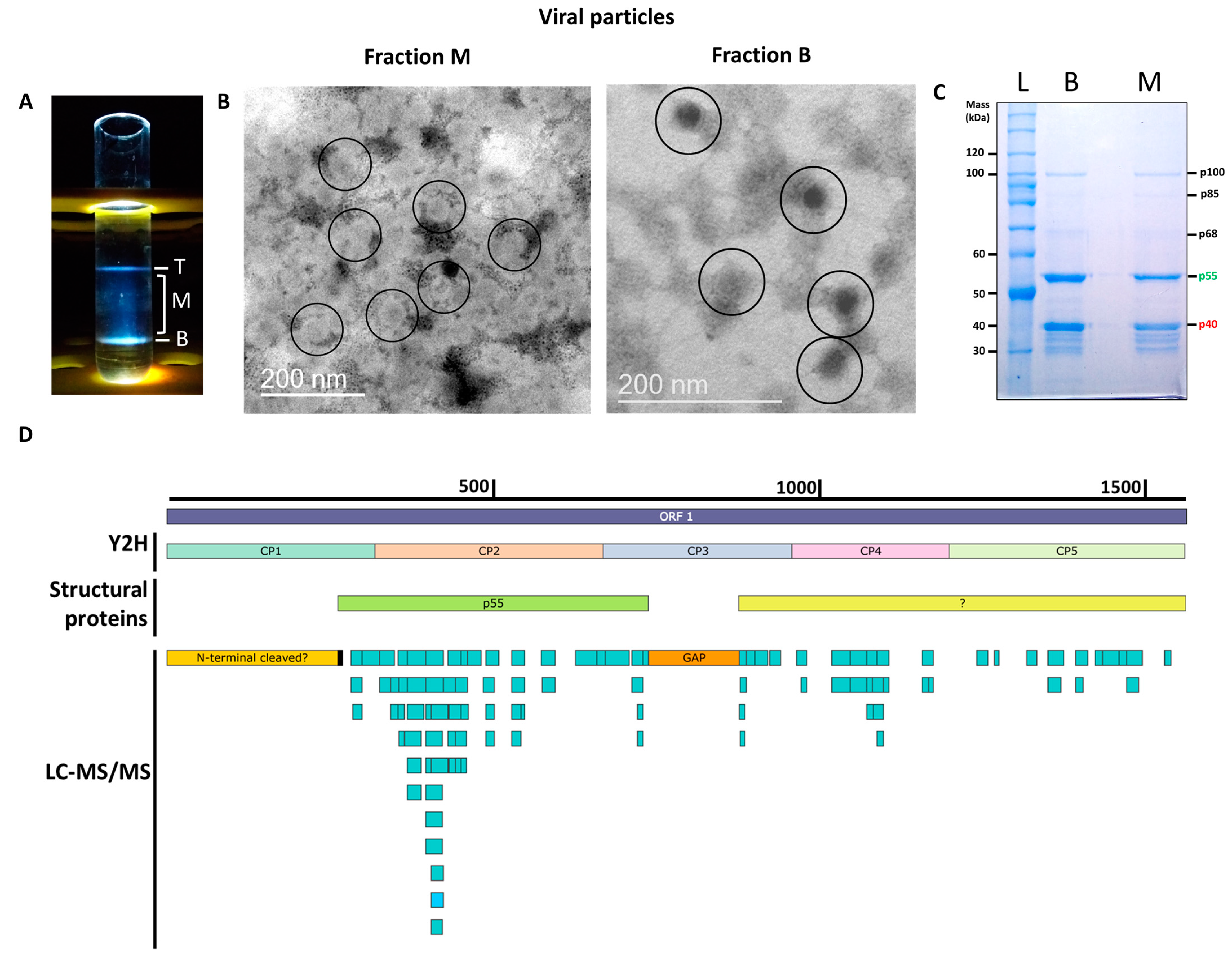 Viruses 15 00541 g001 Viruses 15 00541 g001