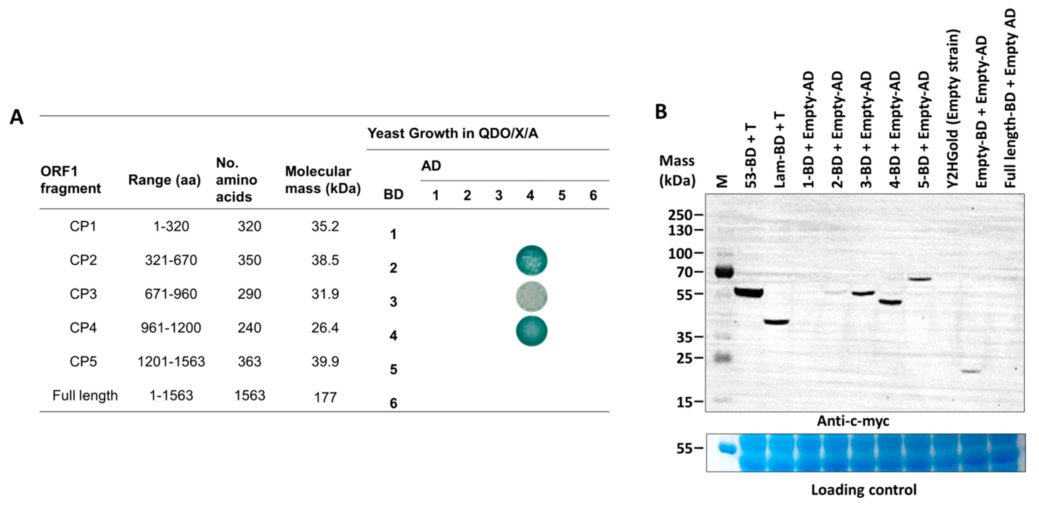 Viruses 15 00541 g002 Viruses 15 00541 g002