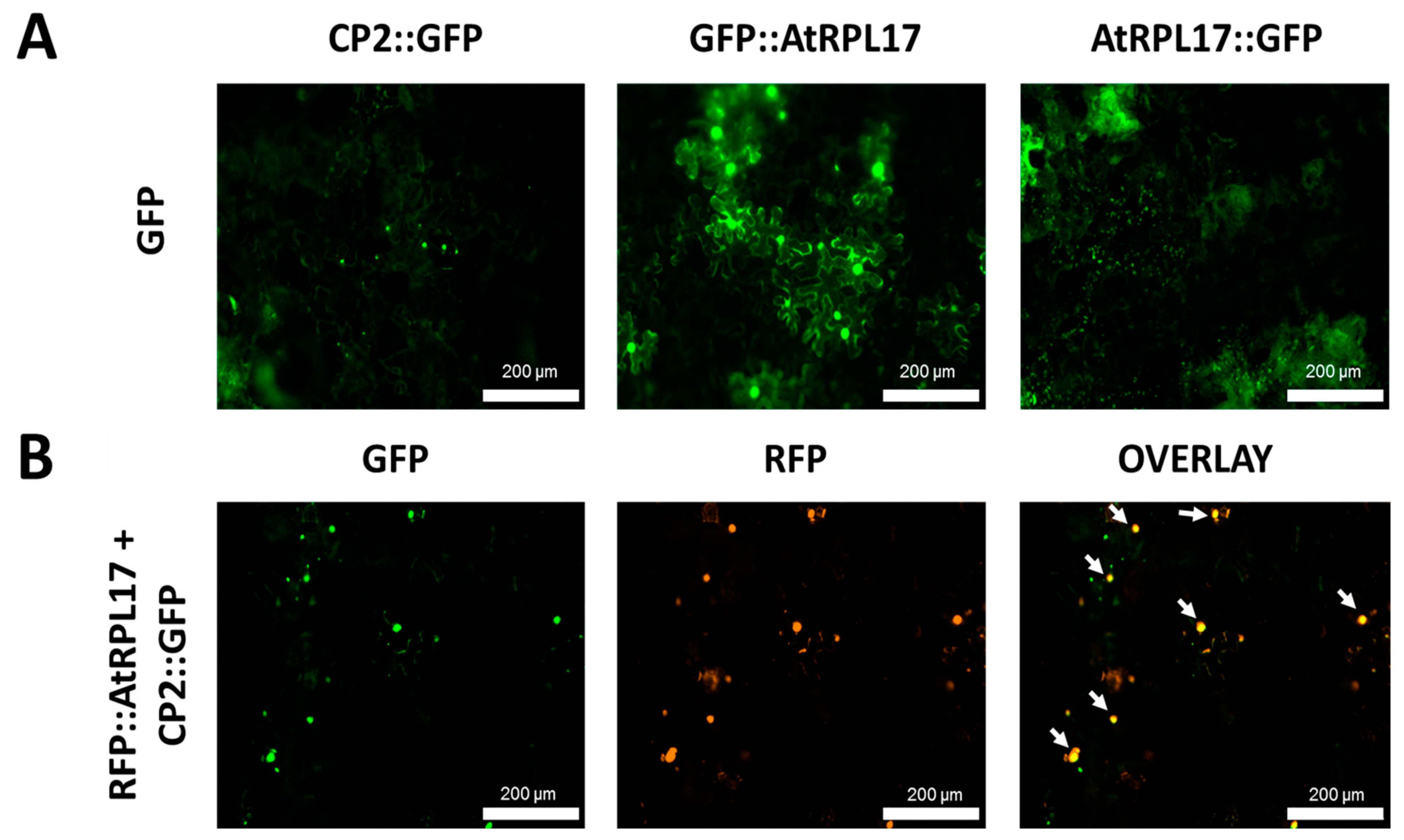Viruses 15 00541 g004 Viruses 15 00541 g004