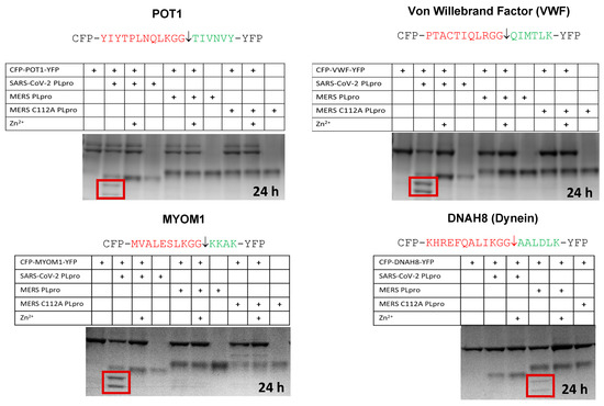 Viruses 15 00542 g005